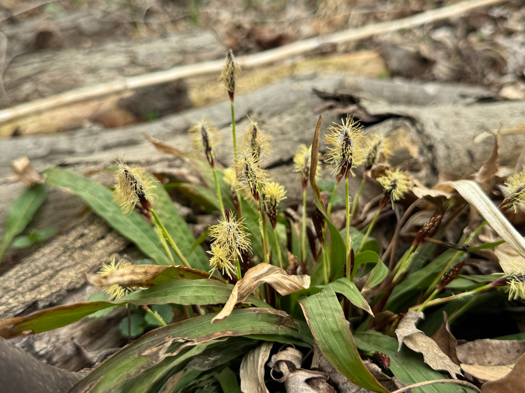 Plantain Sedge (Carex Plantaginea)