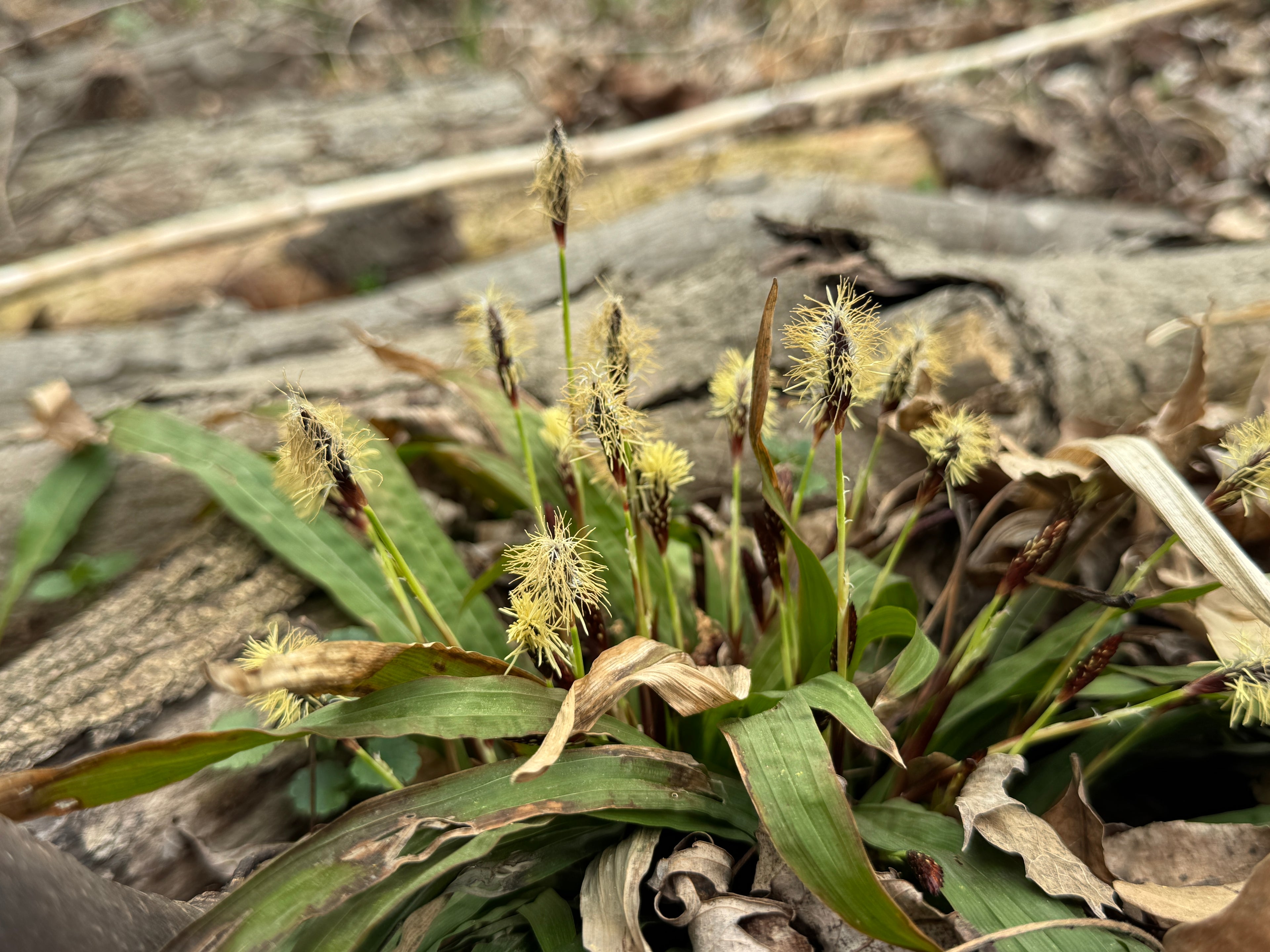 Plantain-leaf Sedge (Carex Plantaginea)