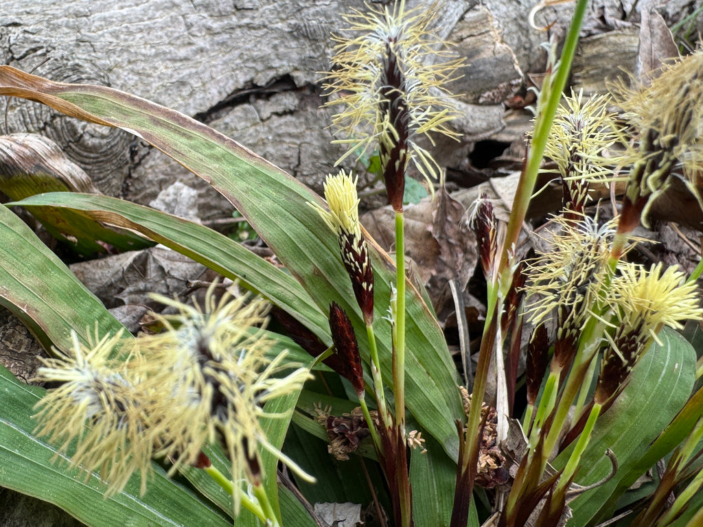 Plantain Sedge (Carex Plantaginea)