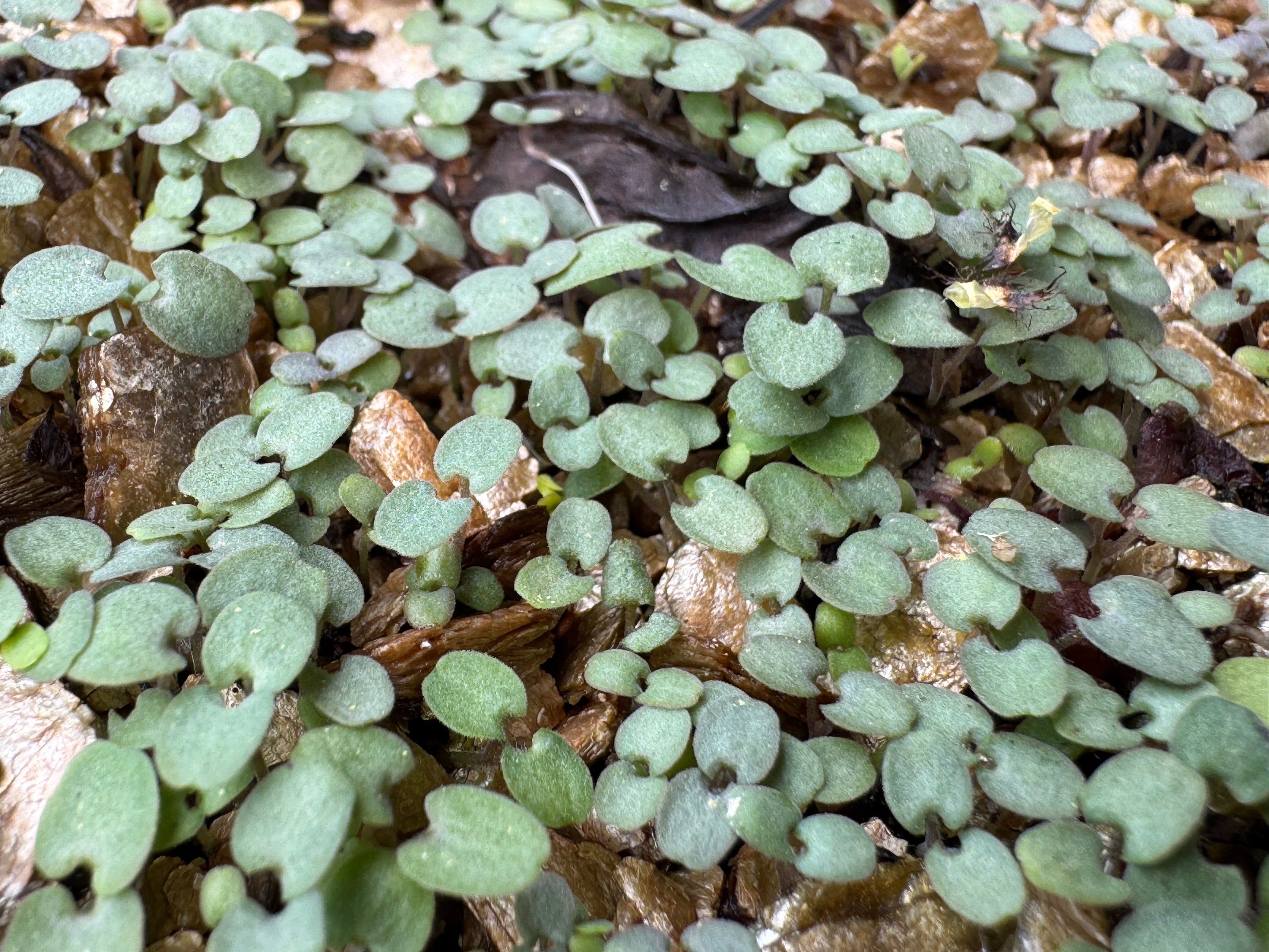 Close-up of small green plants growing among brown leaves