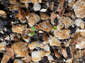 Mad Dog Skullcap (Scutellaria Lateriflora)