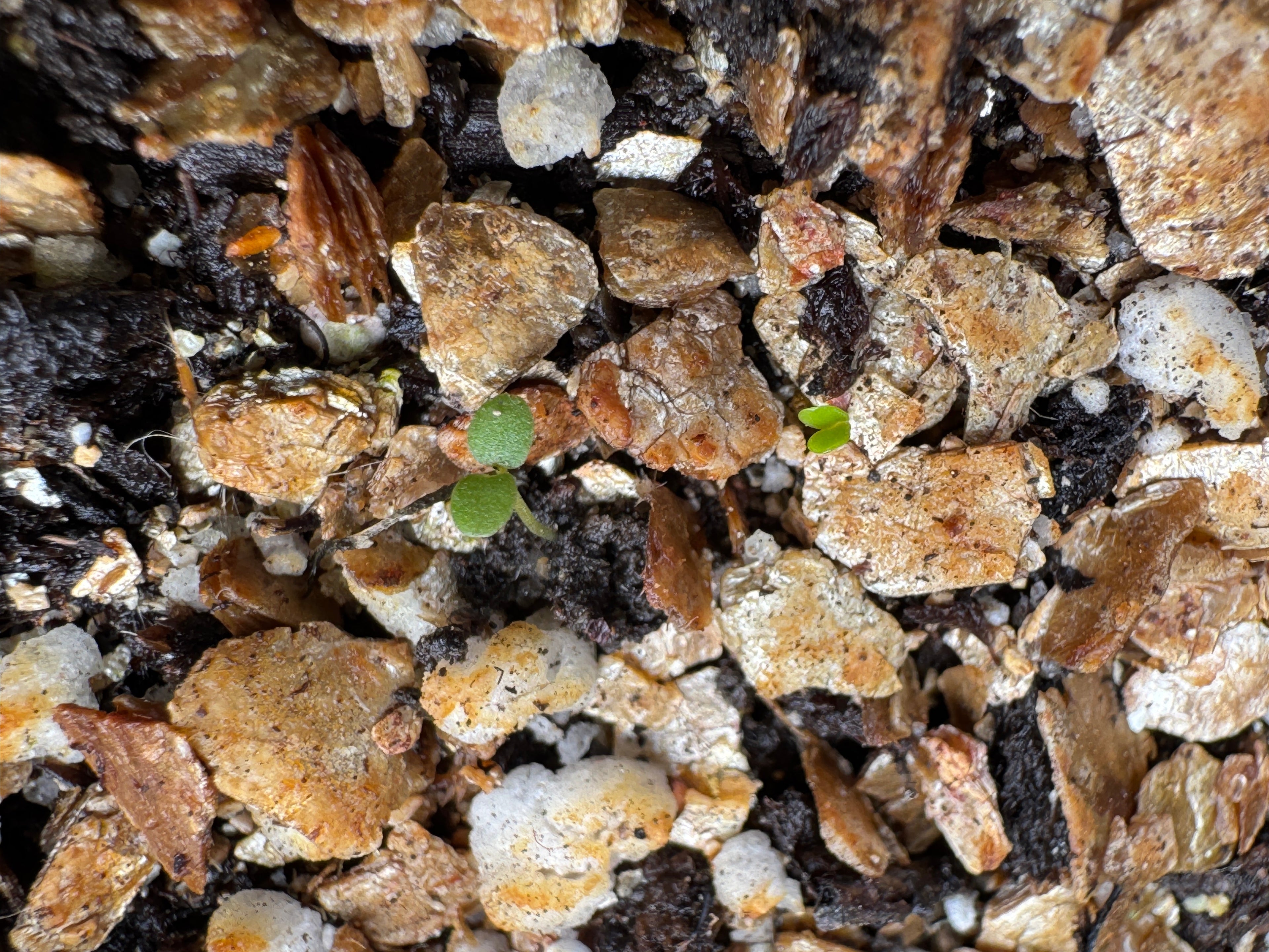 Mad Dog Skullcap (Scutellaria Lateriflora)