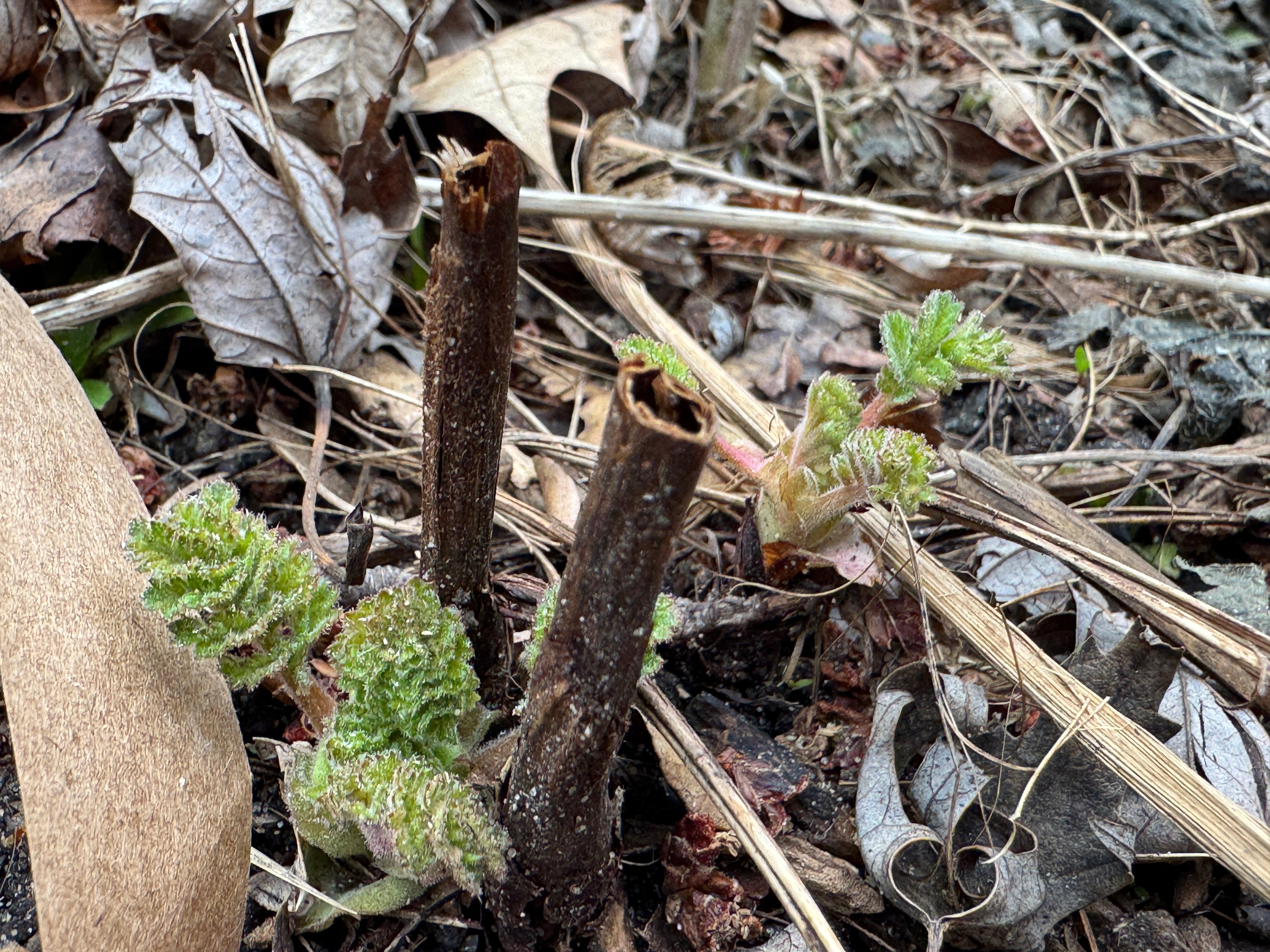 Prairie Cinquefoil (Drymocallis Arguta)