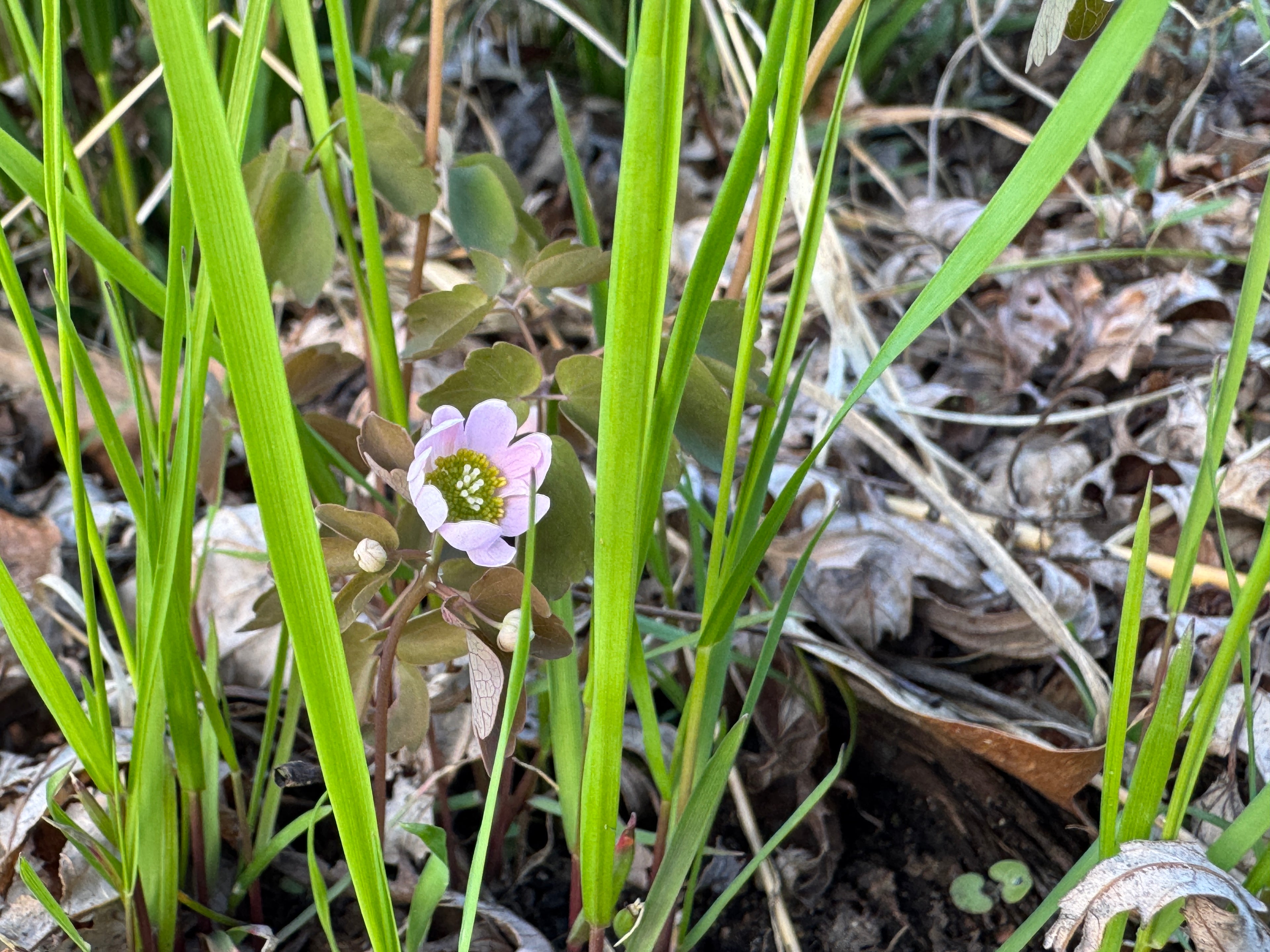 Rue Anemone (Thalictrum Thalictroides)