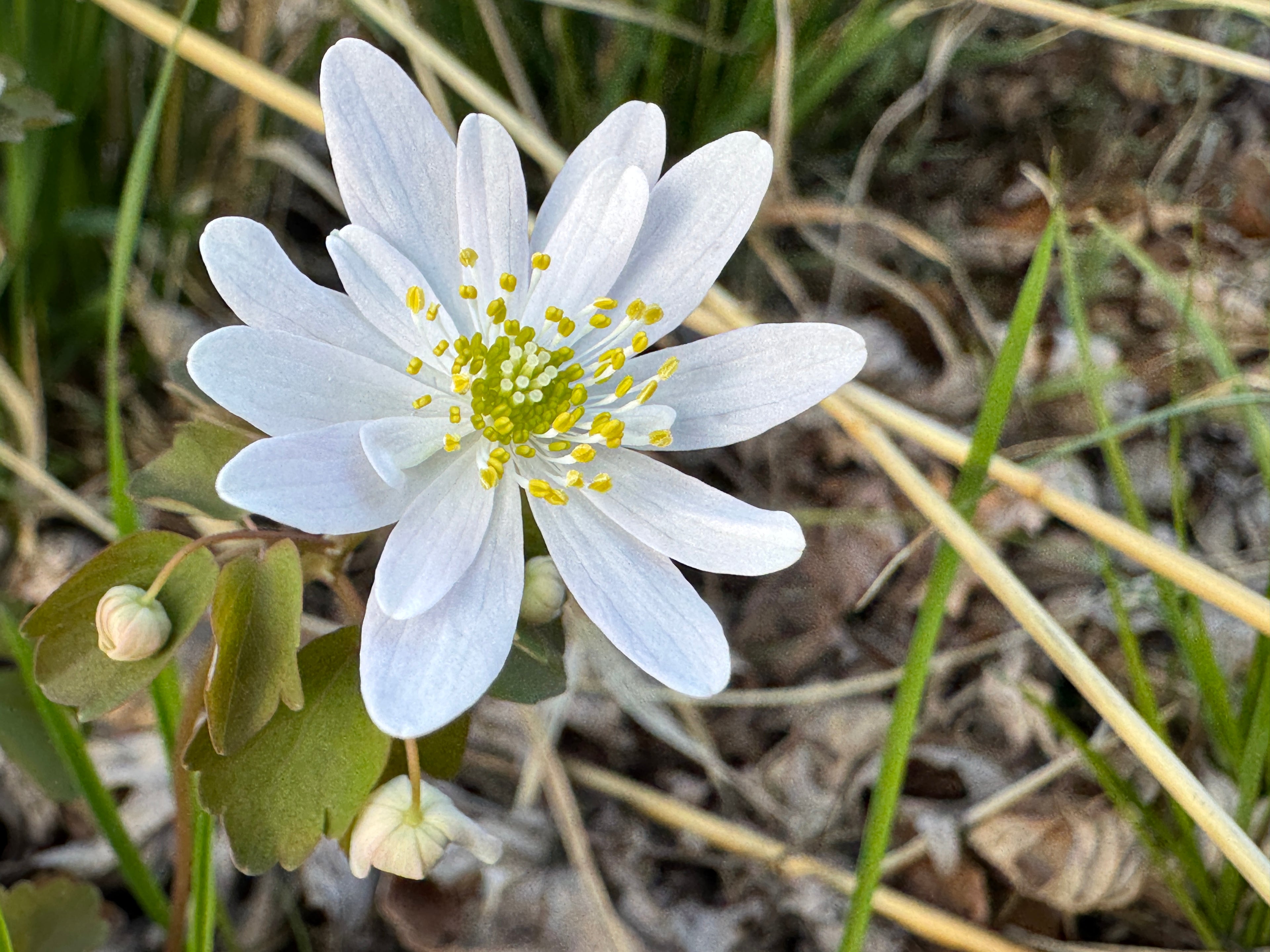 Rue Anemone (Thalictrum Thalictroides)