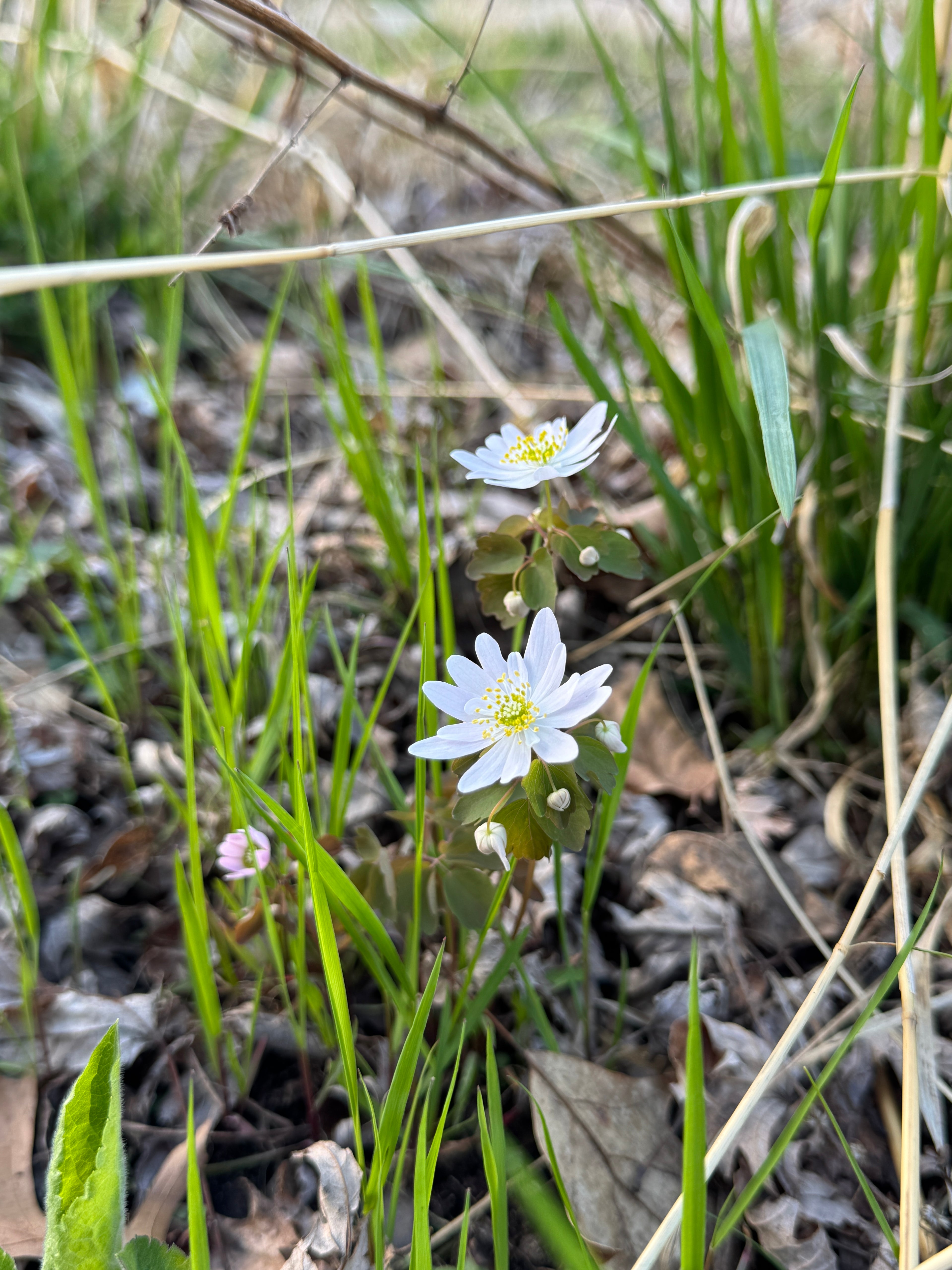 Rue Anemone (Thalictrum Thalictroides)