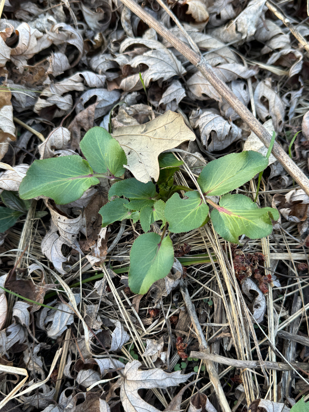 Heart-leaved Alexanders (Zizia aptera)