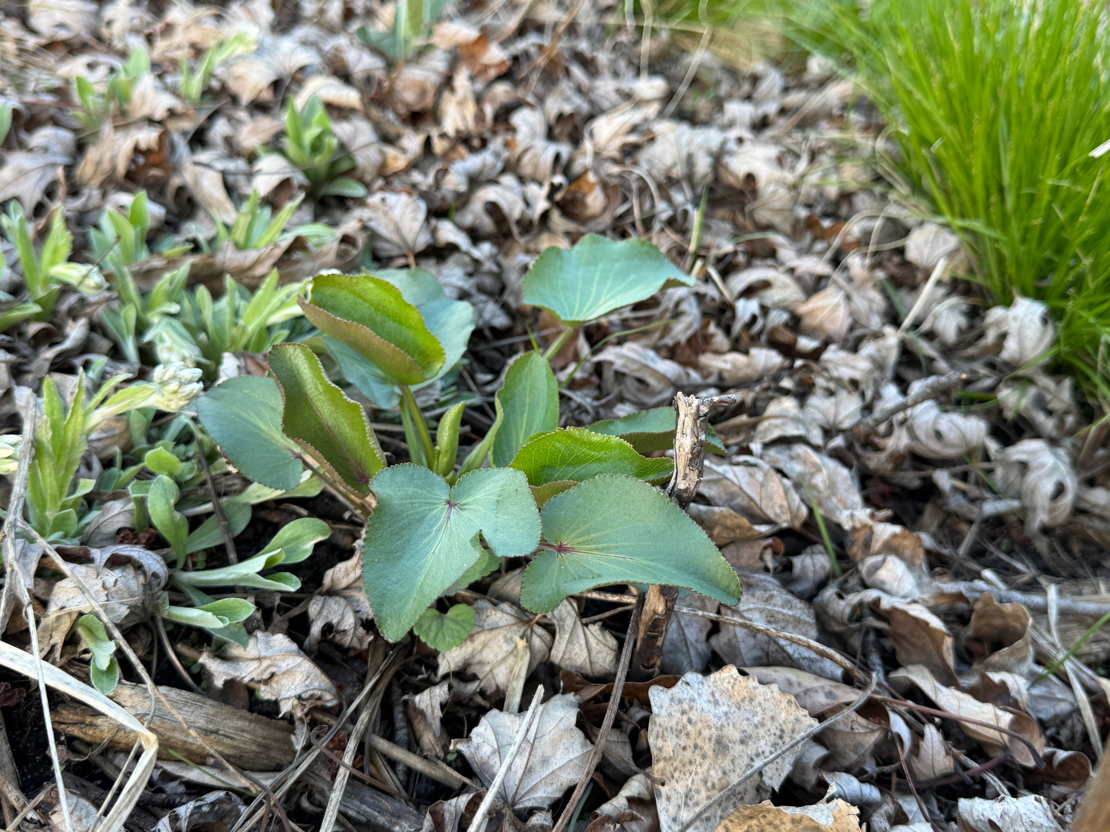 Heart-leaved Alexanders (Zizia aptera)