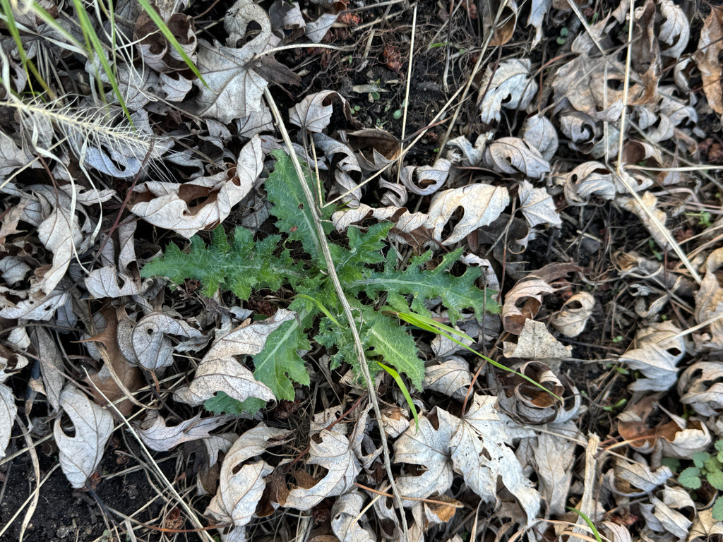 Field Thistle (Cirsium discolor)