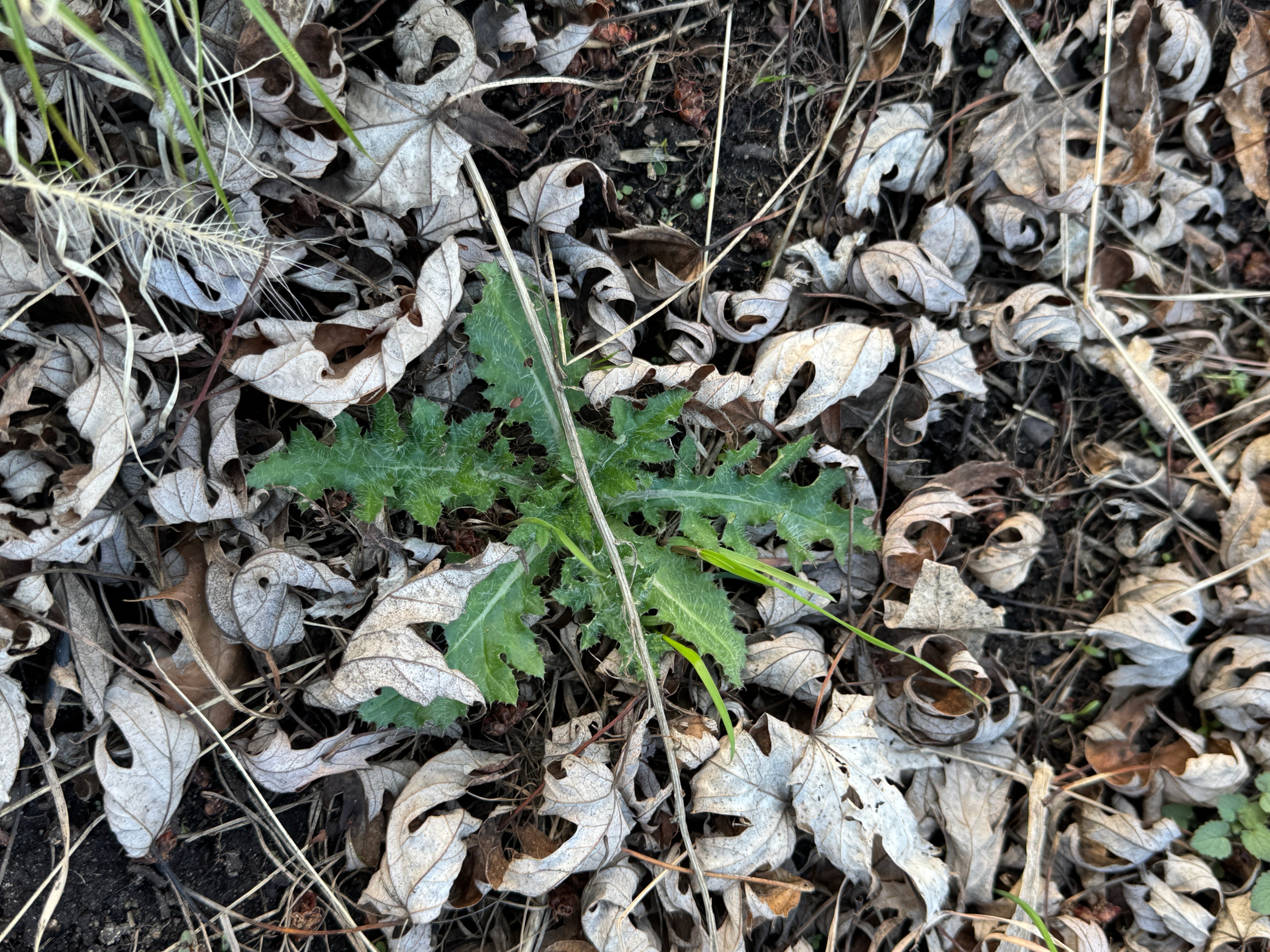 Field Thistle (Cirsium discolor)