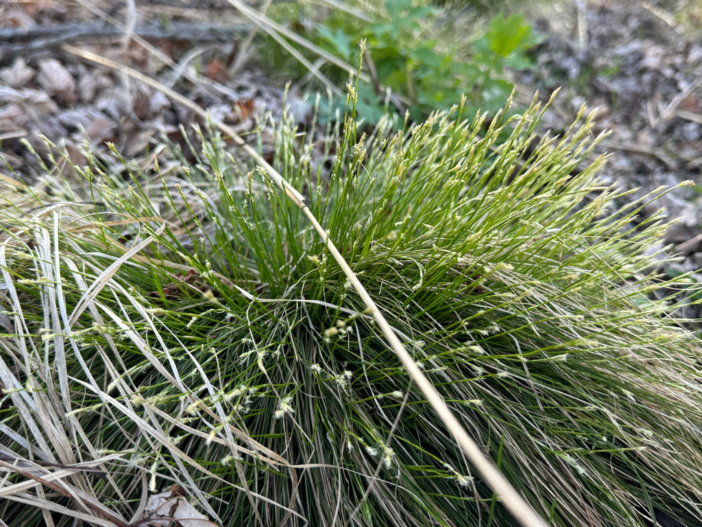 Ivory Sedge (Carex Eburnea)