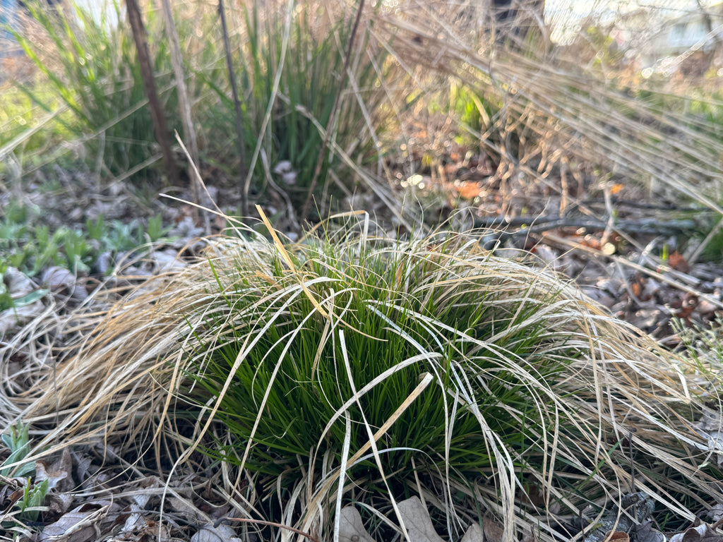 White Tinged Sedge (Carex albicans)