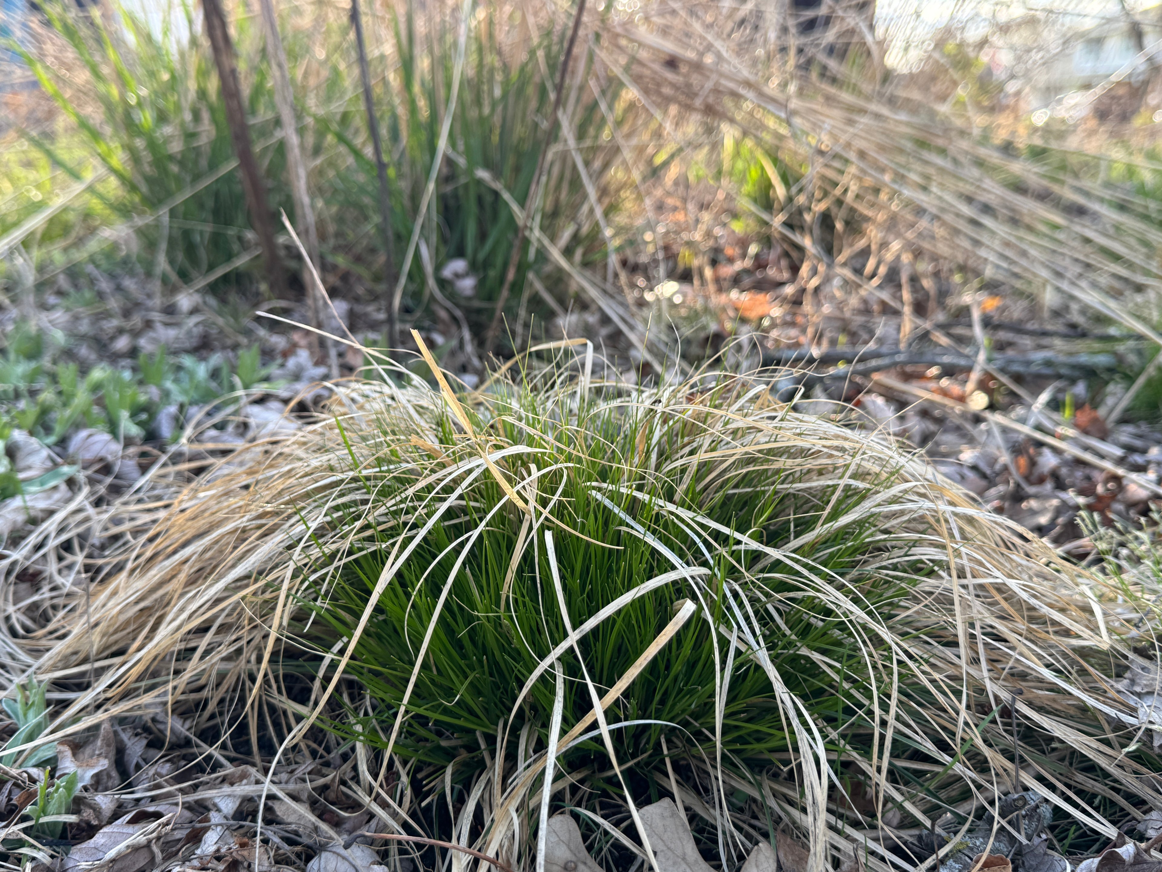 White Tinged Sedge (Carex albicans)