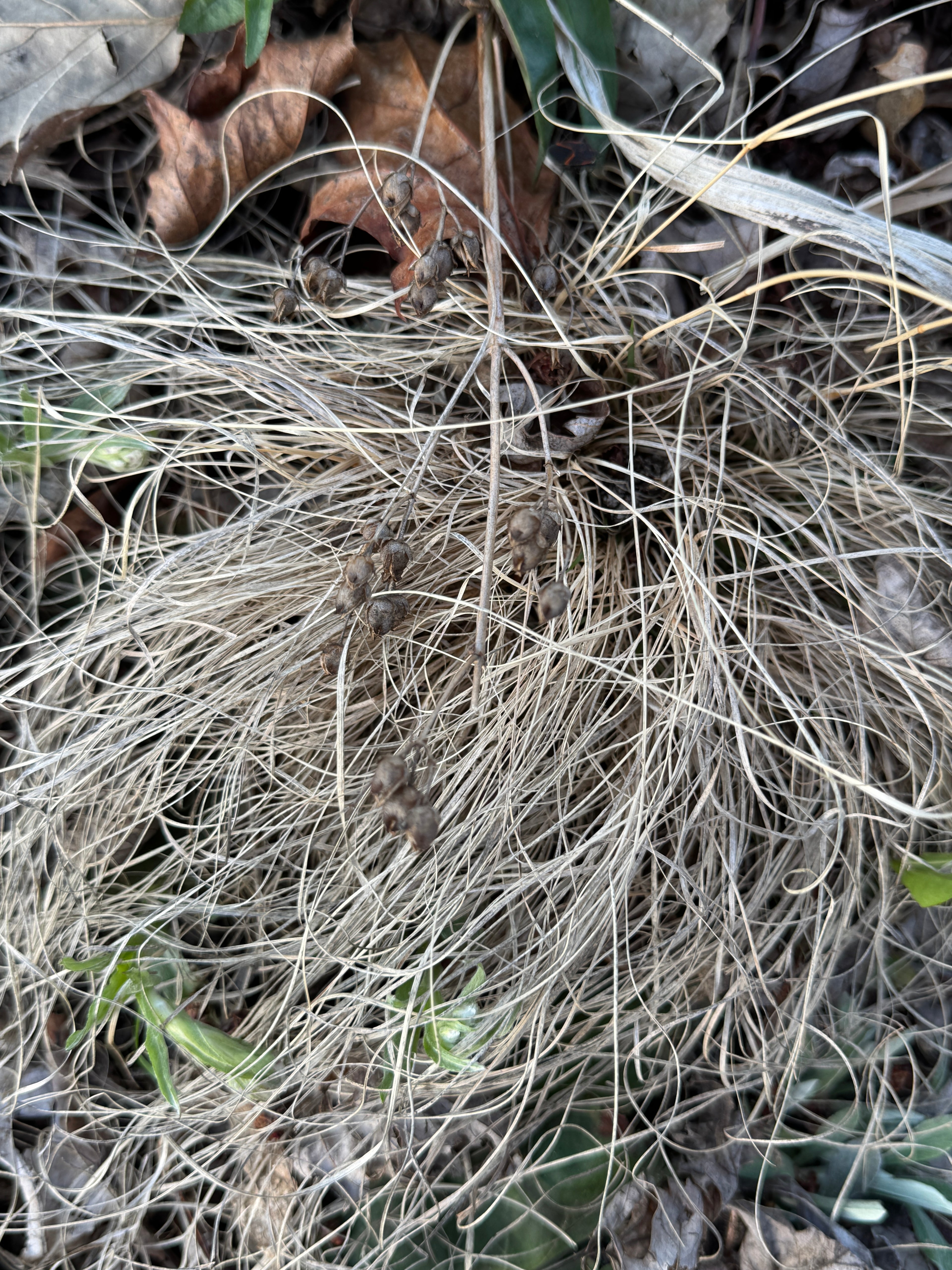 Blue Grama (Bouteloua Gracilis)