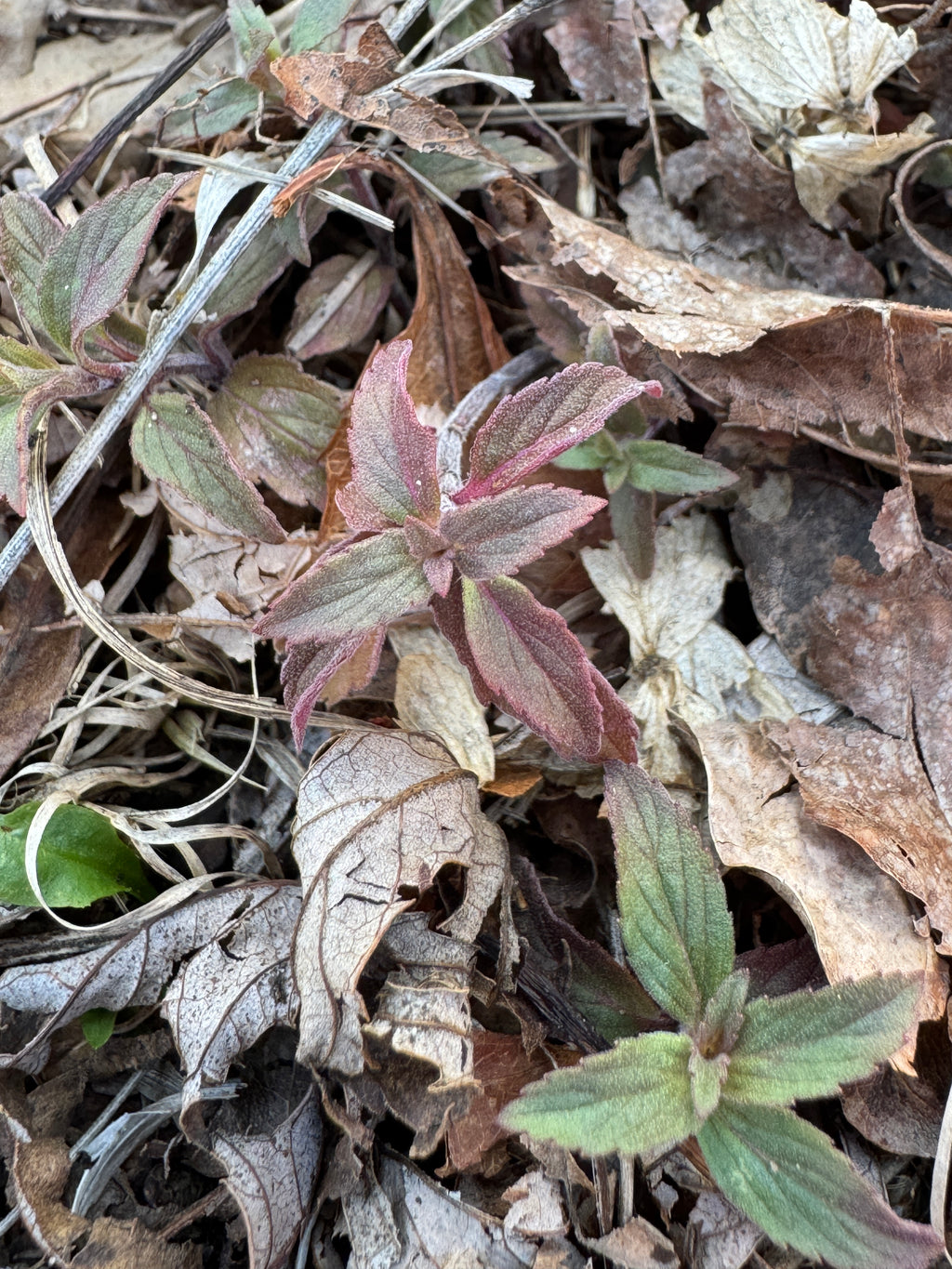 Spotted Bee Balm (Monarda Punctata)