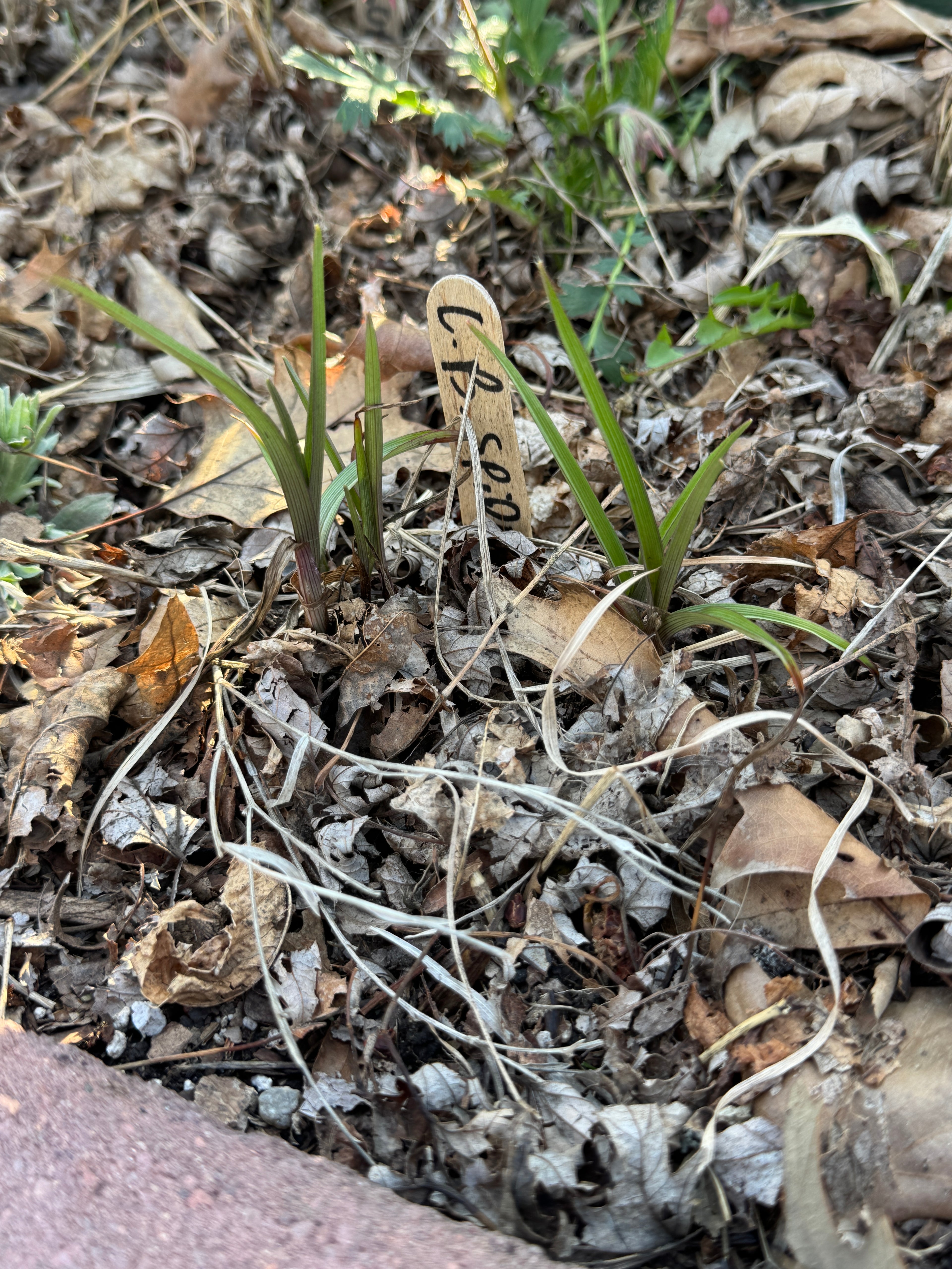 Long-bracted Spiderwort (Prairie Spiderwort) (Tradescantia Bracteata)
