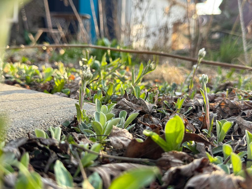 Prairie Pussytoes (Antennaria Neglecta)