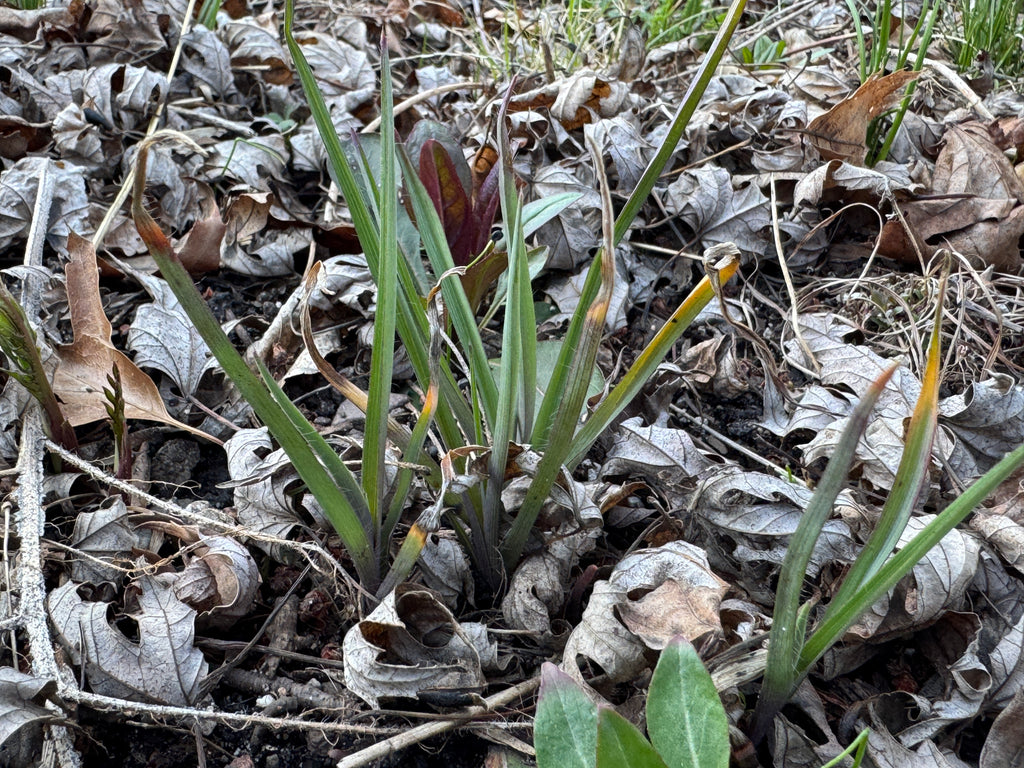 Ohio Spiderwort (Tradescantia Ohiensis)