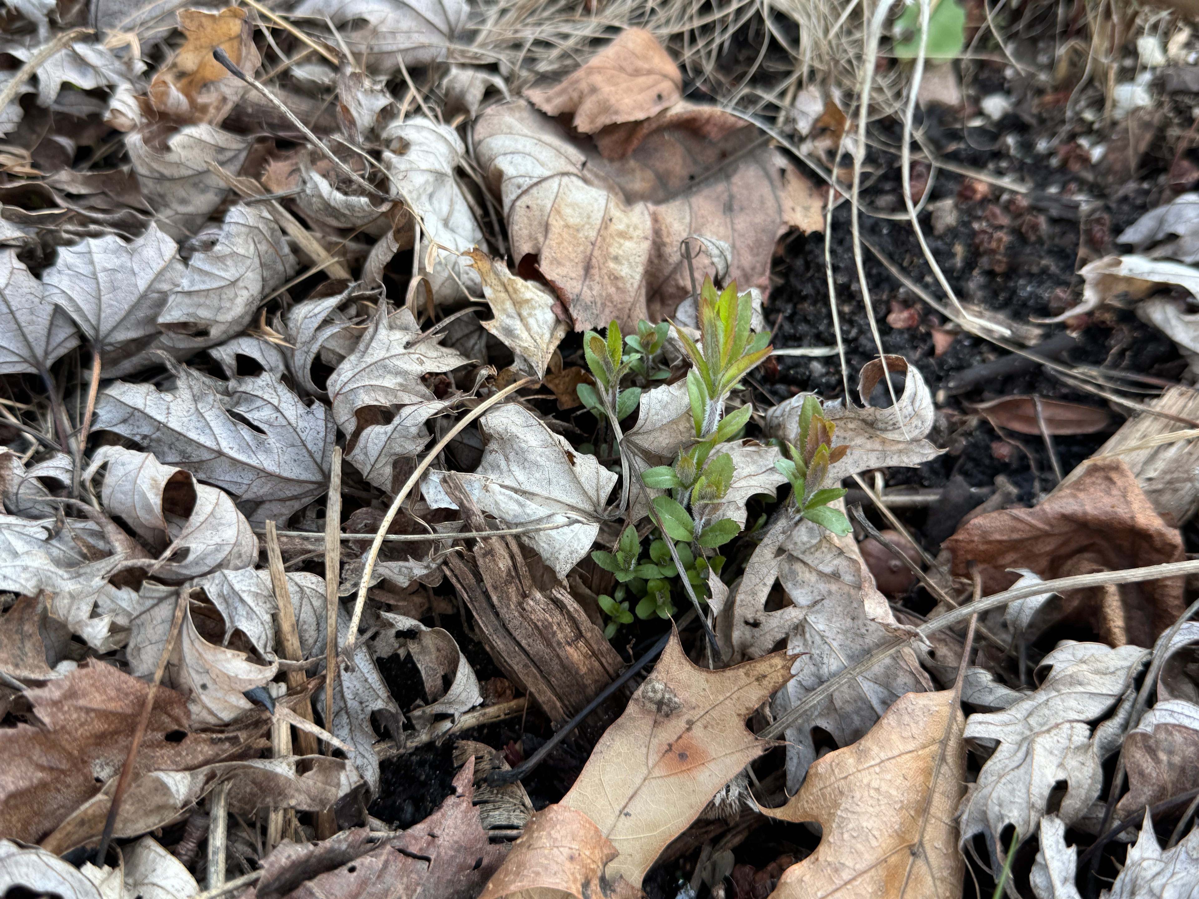 Culver's Root (Veronicastrum Virginicum)
