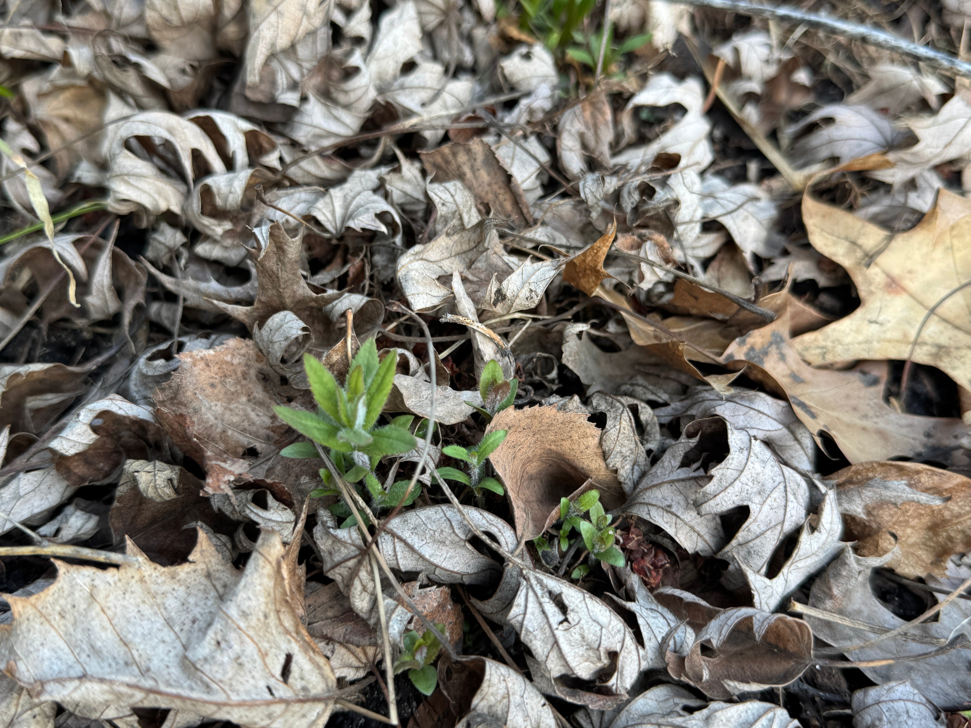 Culver's Root (Veronicastrum Virginicum)