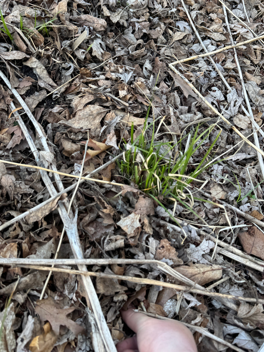 Bur-reed Sedge (Carex Sparganioides)