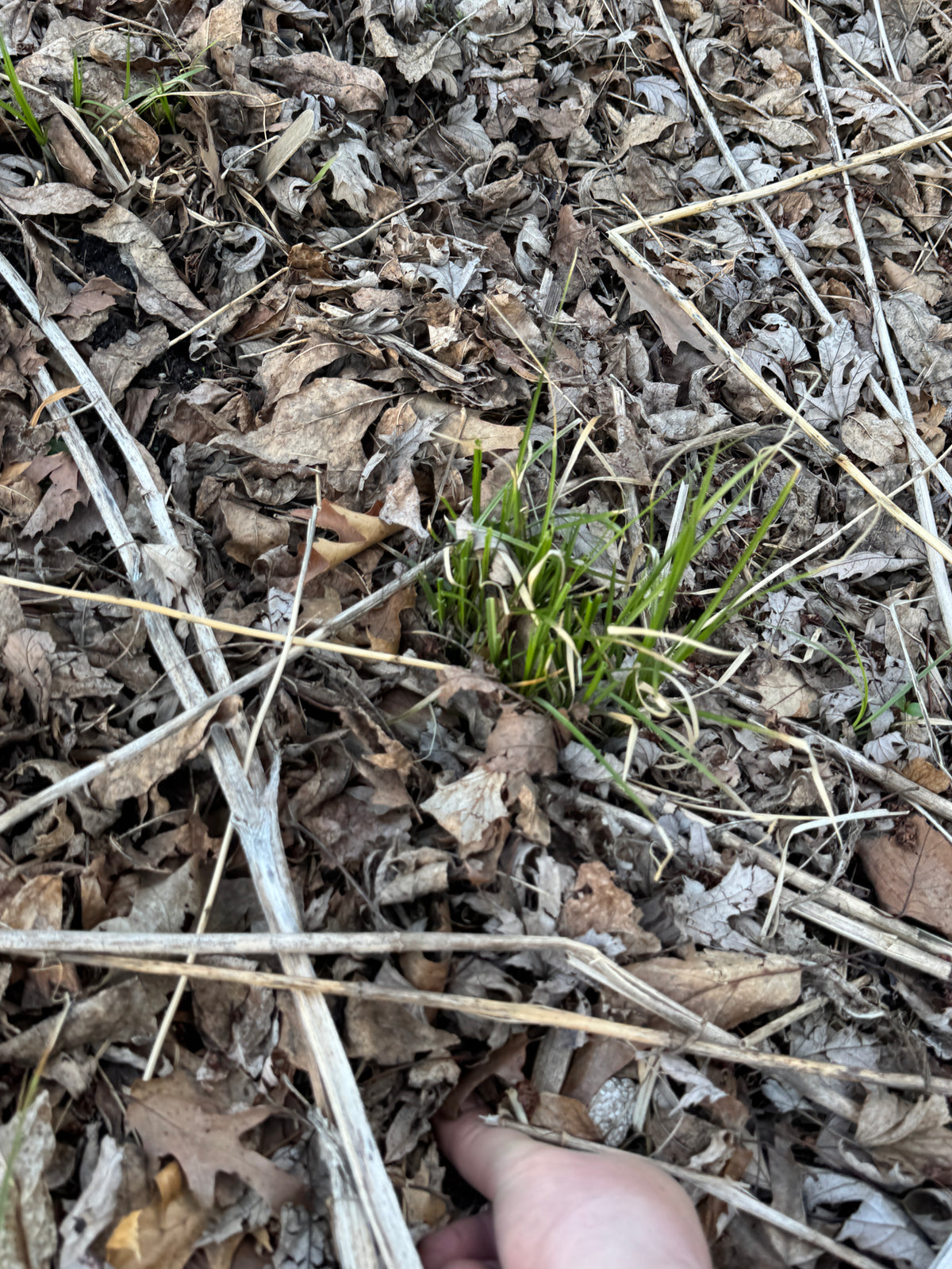 Bur-reed Sedge (Carex Sparganioides)
