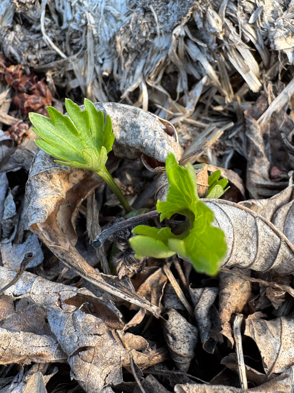 Prairie Violet (Viola pedatifida)