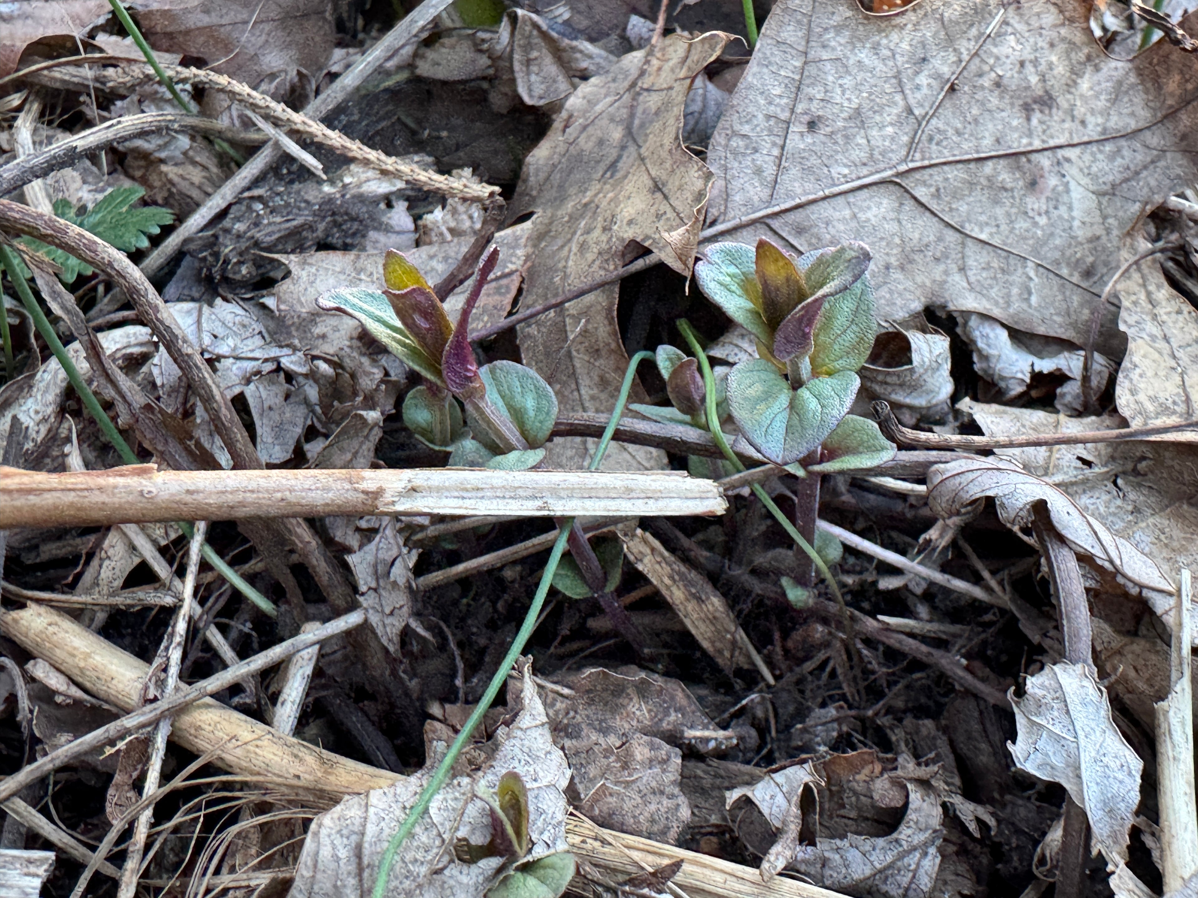 Clustered Mountain Mint (Pycnanthemum Muticum)