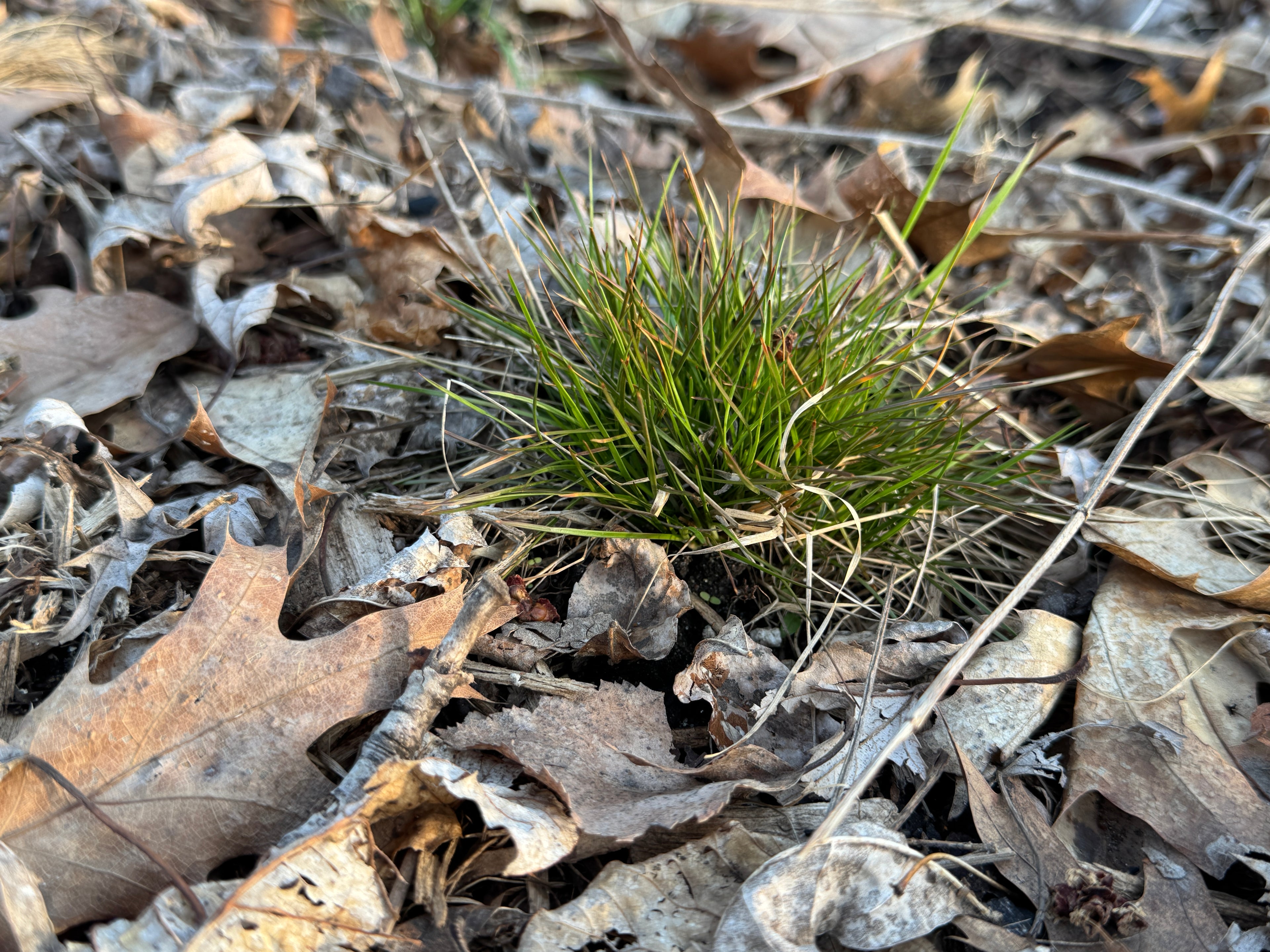 Path Rush (Juncus Tenuis)