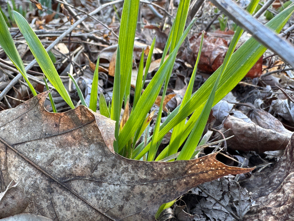 Prairie Brome (Bromus Kalmii)