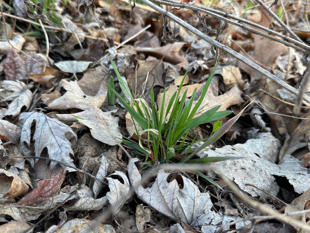 Prairie Brome (Bromus Kalmii)