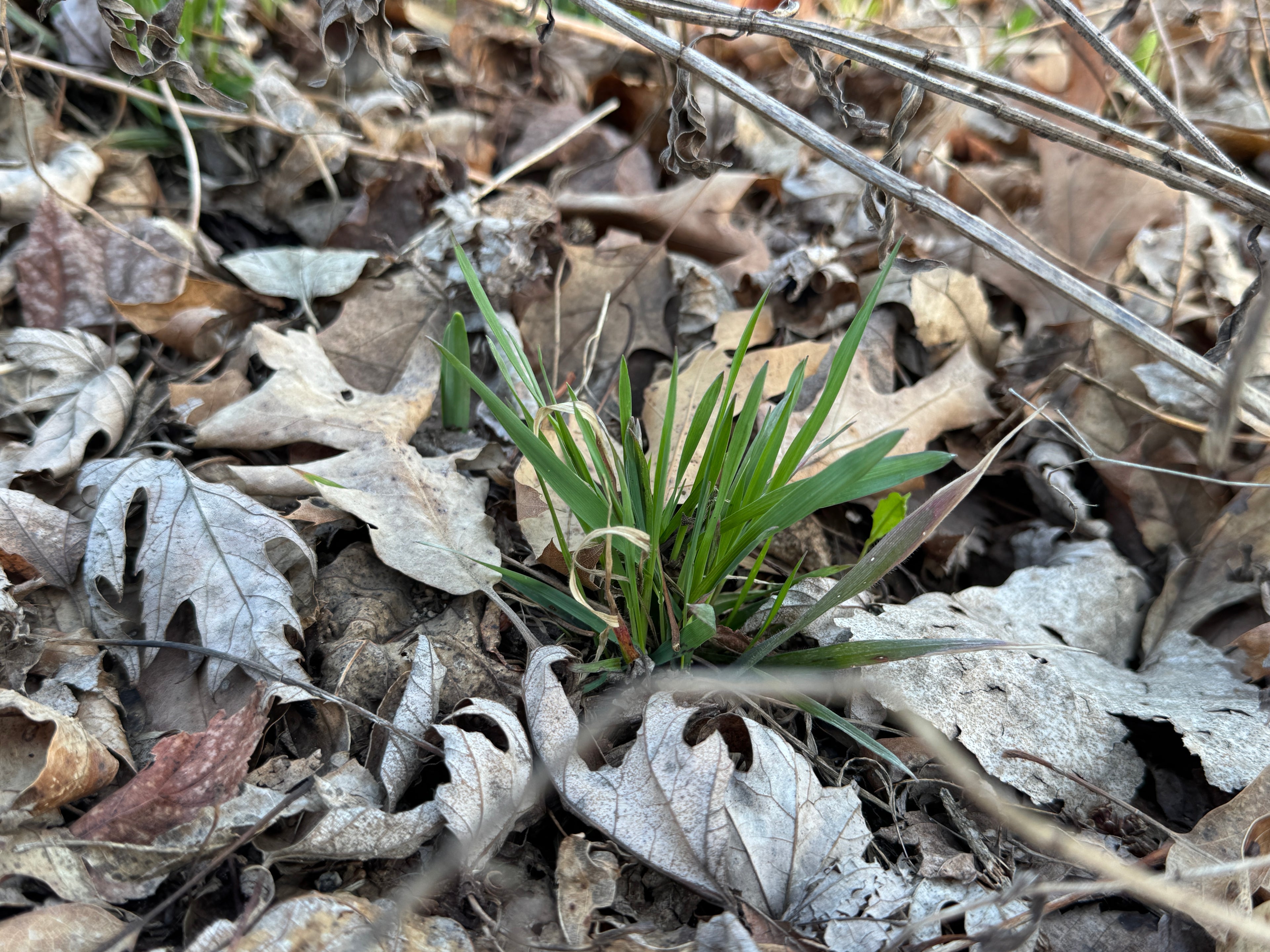 Prairie Brome (Bromus Kalmii)