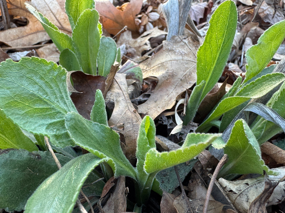 Stiff Goldenrod (Solidago Rigida)
