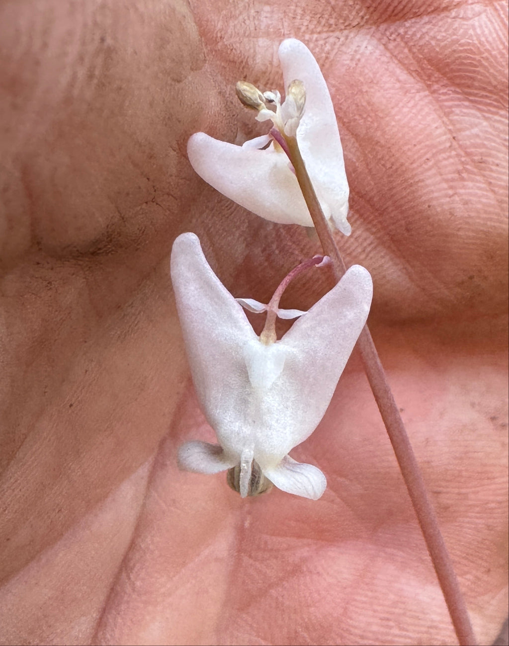 Dutchman's britches (Dicentra Cucullaria)