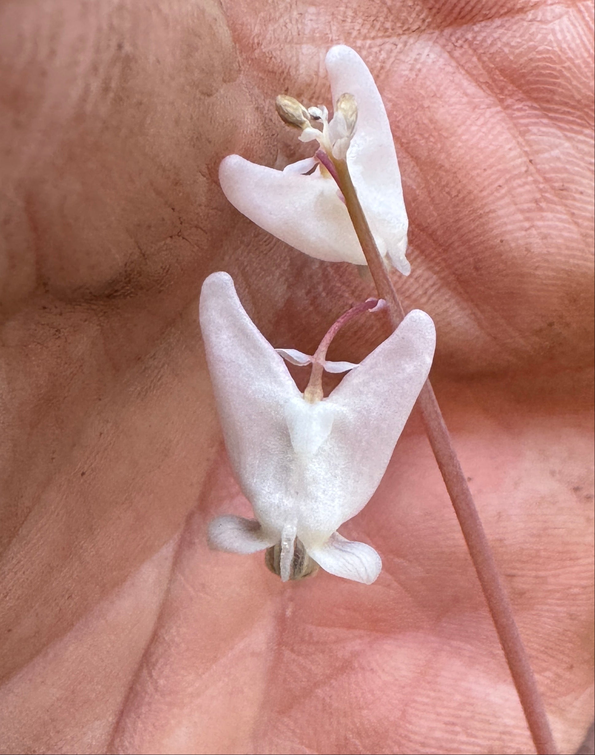 Dutchman's britches (Dicentra Cucullaria)