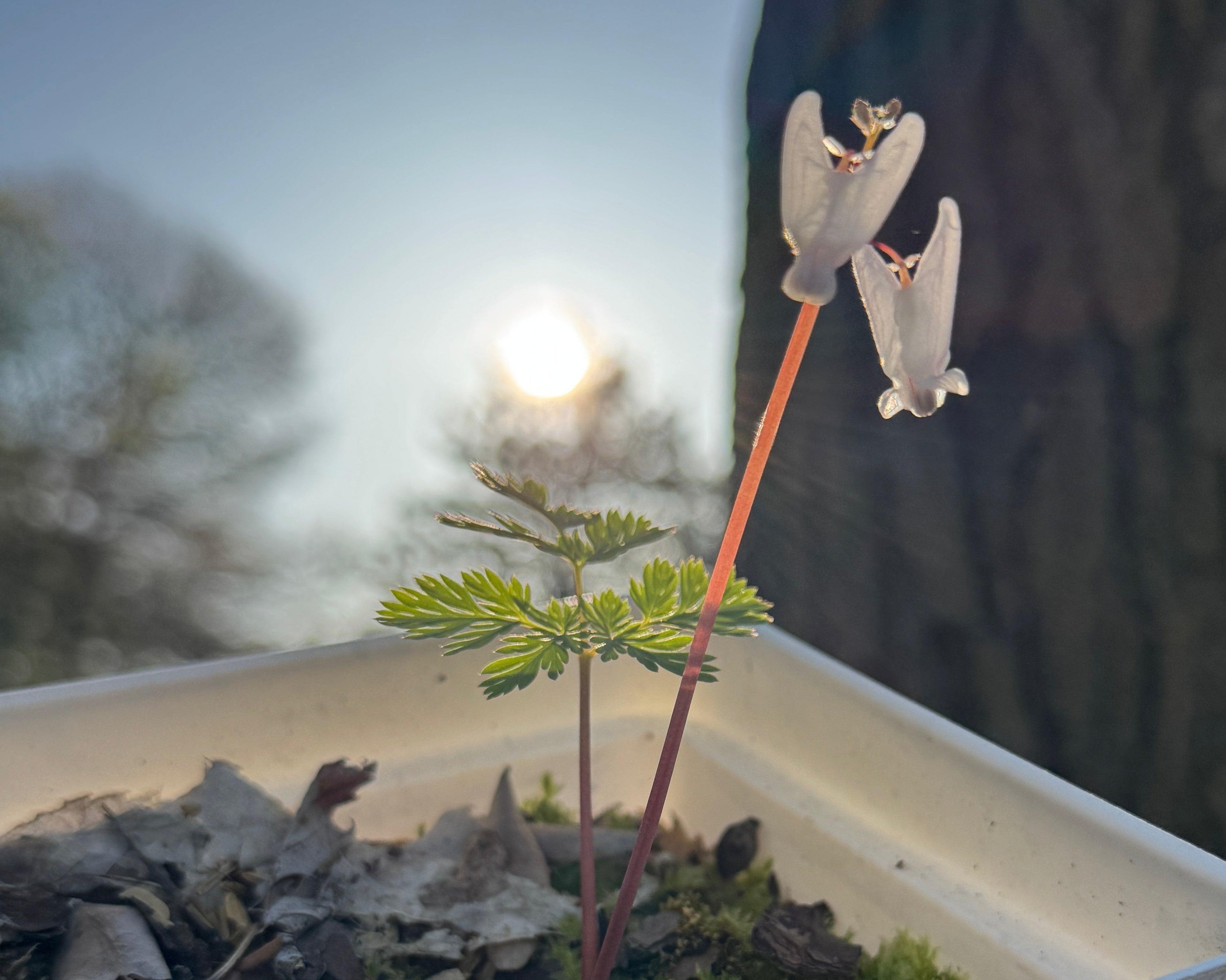Dutchman's britches (Dicentra Cucullaria)
