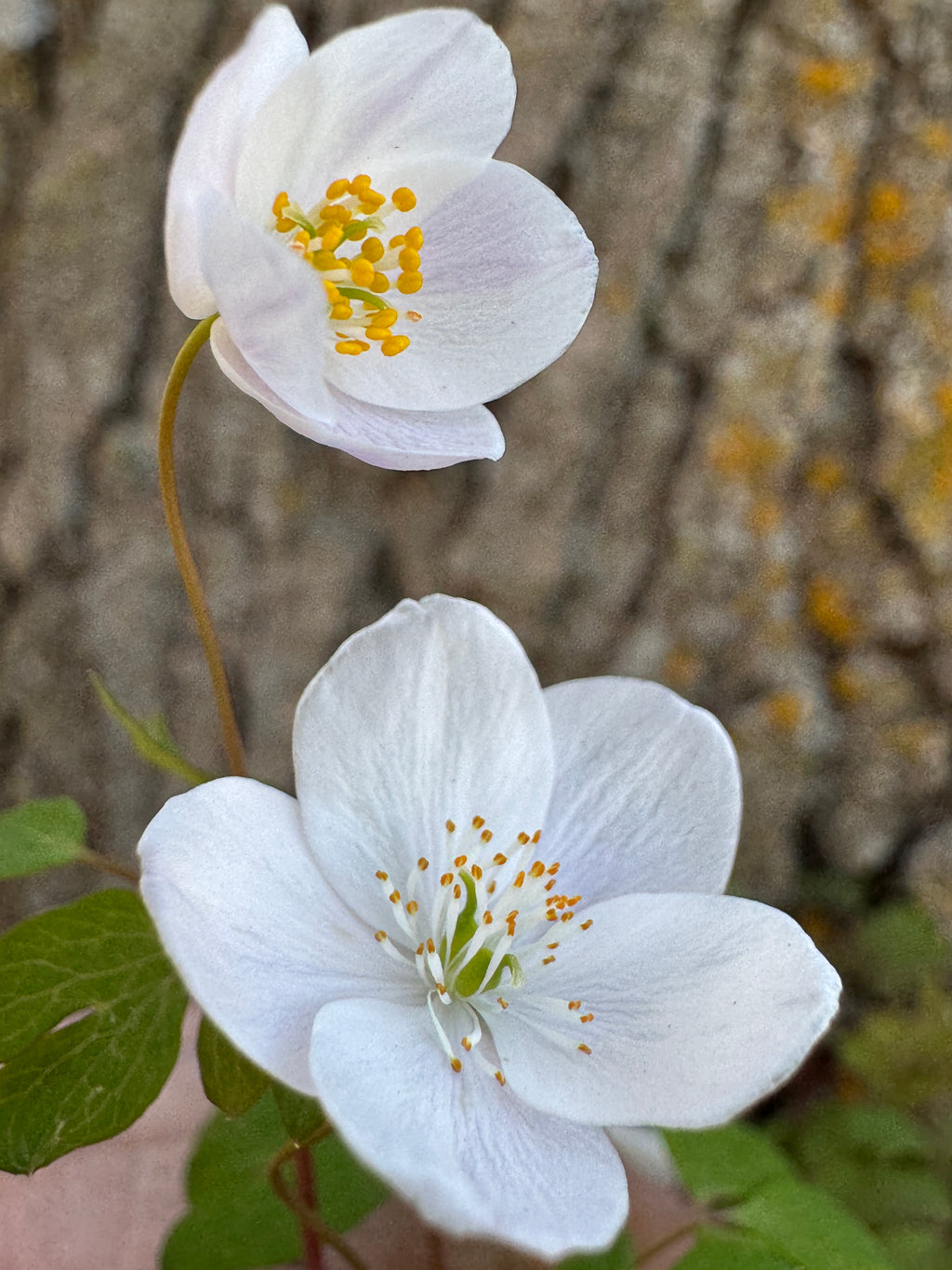 False Rue Anemone (Enemion Biternatum)
