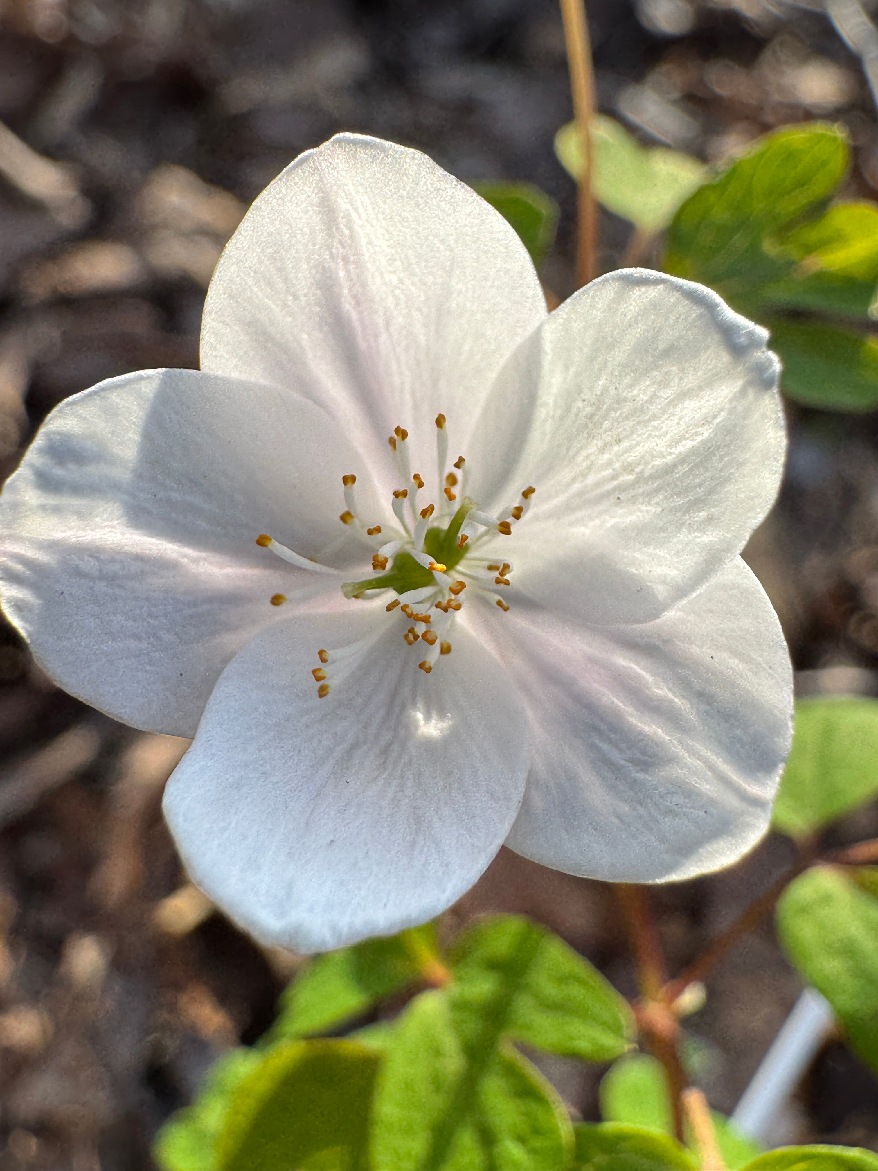 False Rue Anemone (Enemion Biternatum)