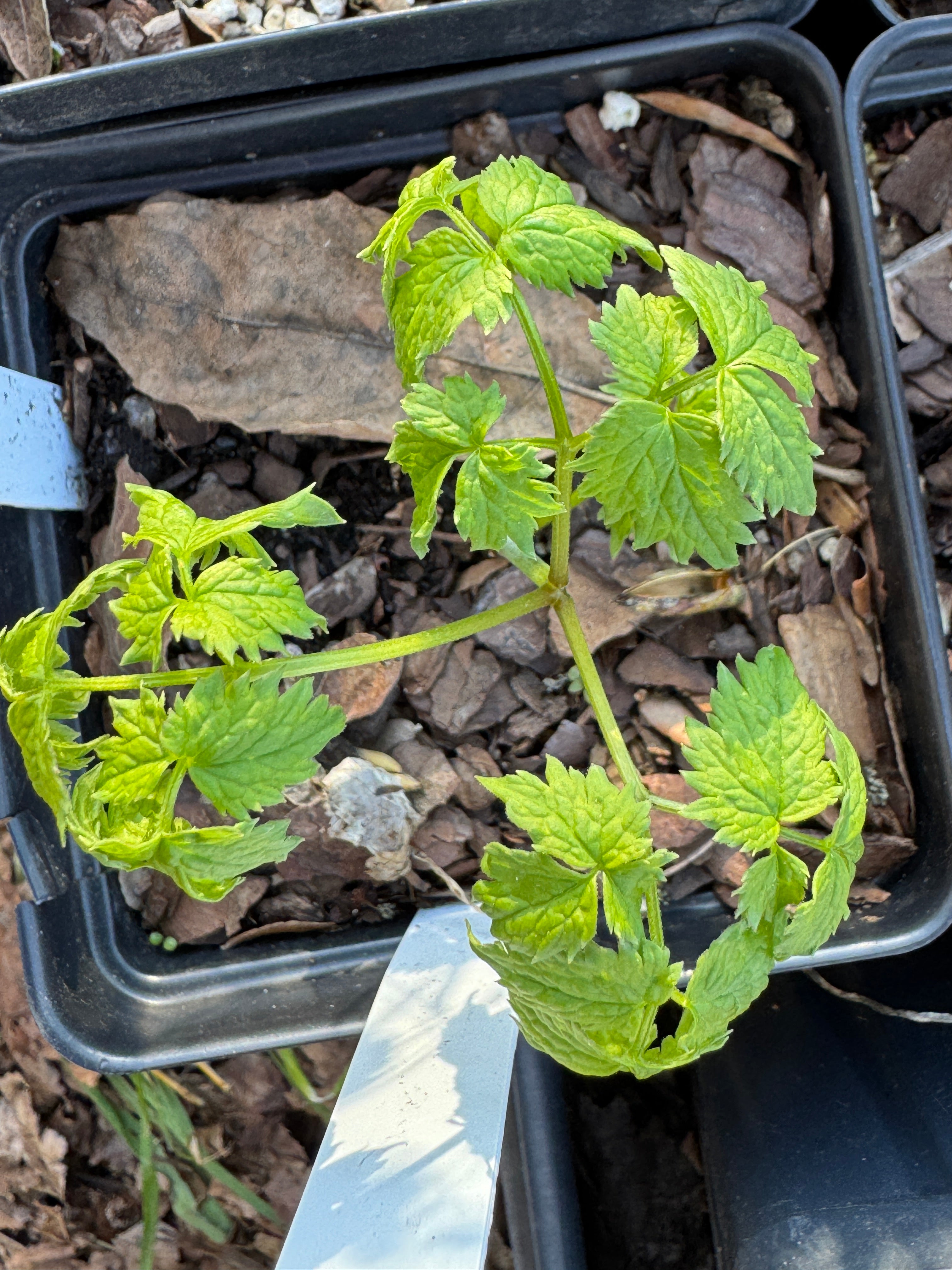Red Baneberry (Actaea Rubra)