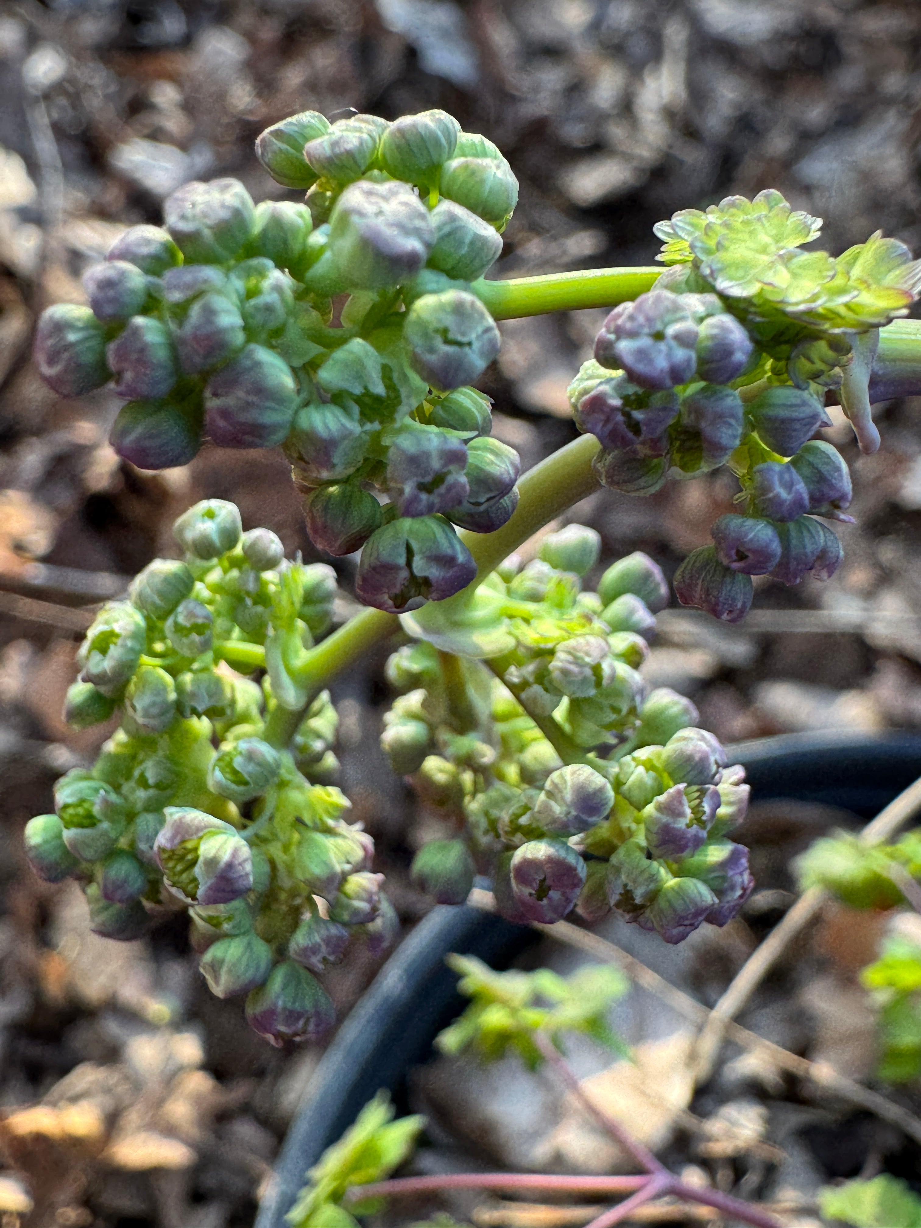 Early Meadow Rue (Thalictrum Dioicum)
