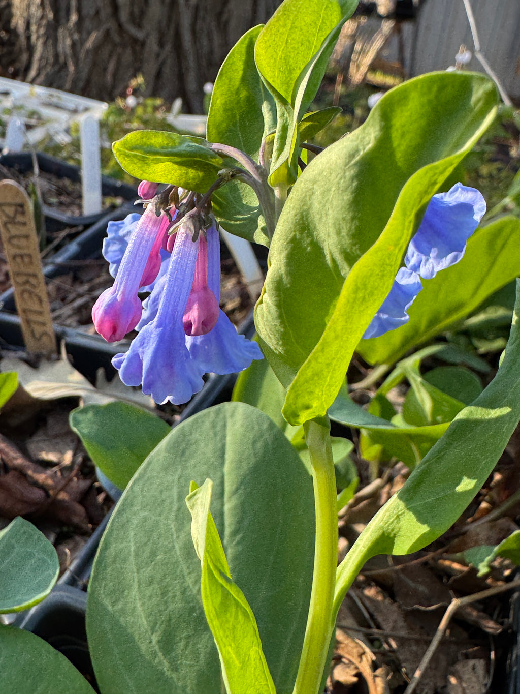 Virginia Bluebells (Mertensia Virginica)