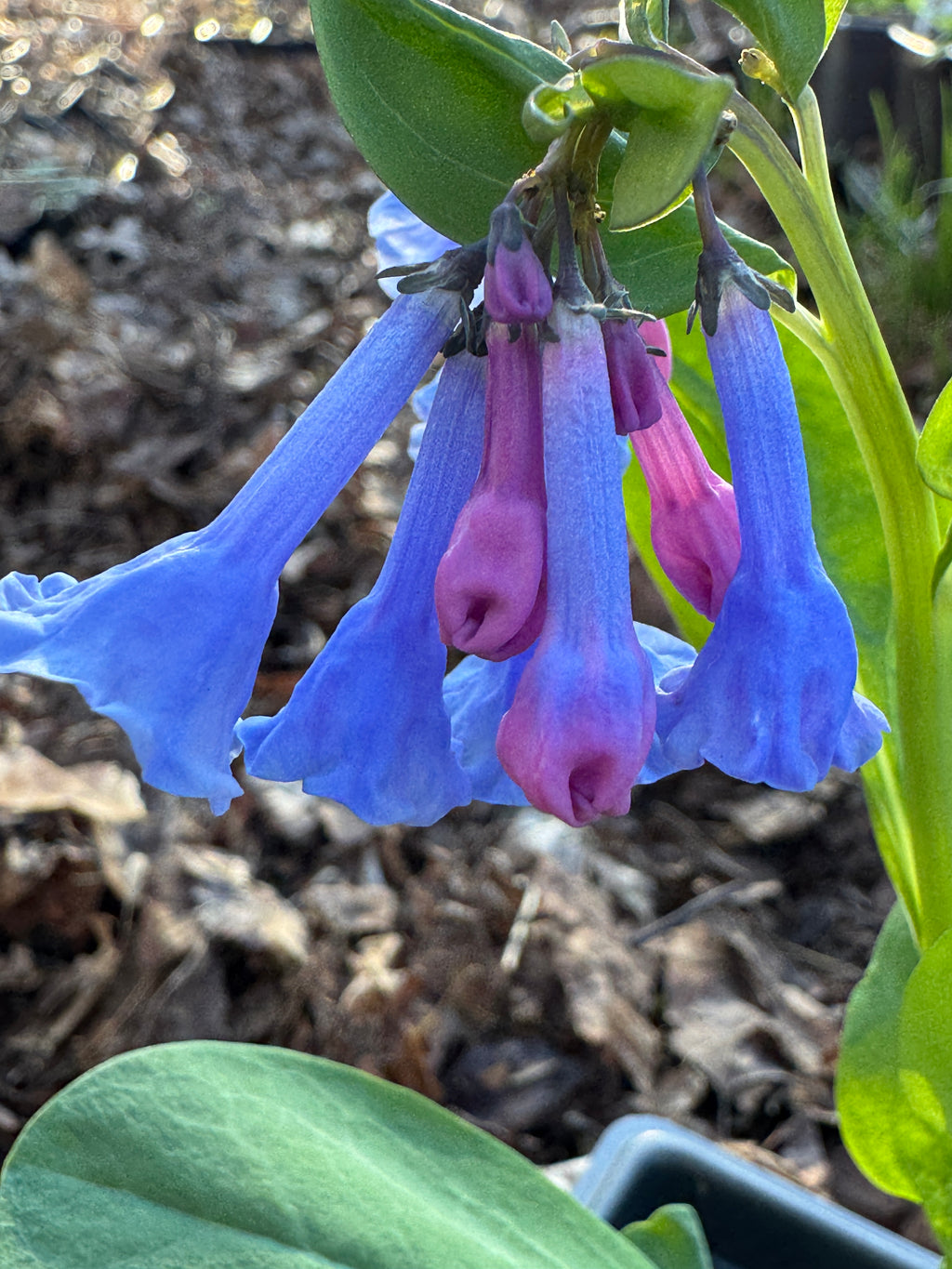 Virginia Bluebells (Mertensia Virginica)