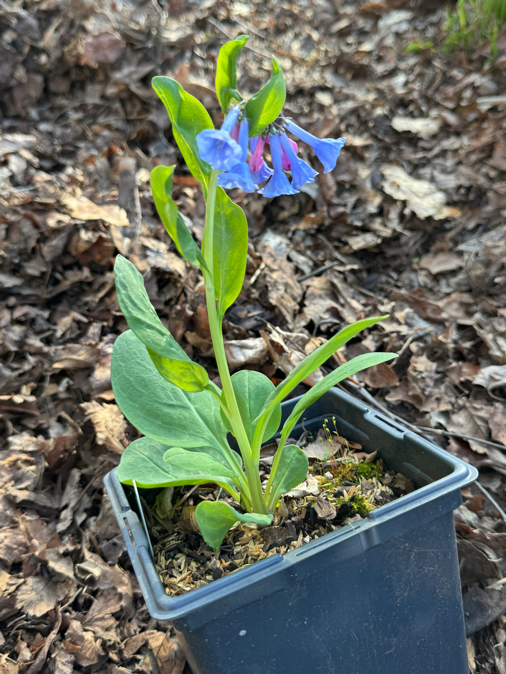 Virginia Bluebells (Mertensia Virginica)