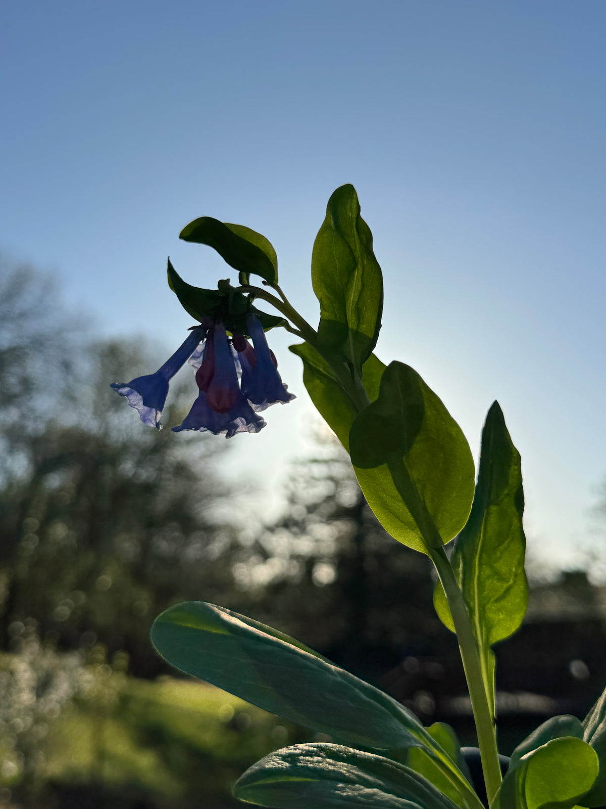 Virginia Bluebells (Mertensia Virginica)