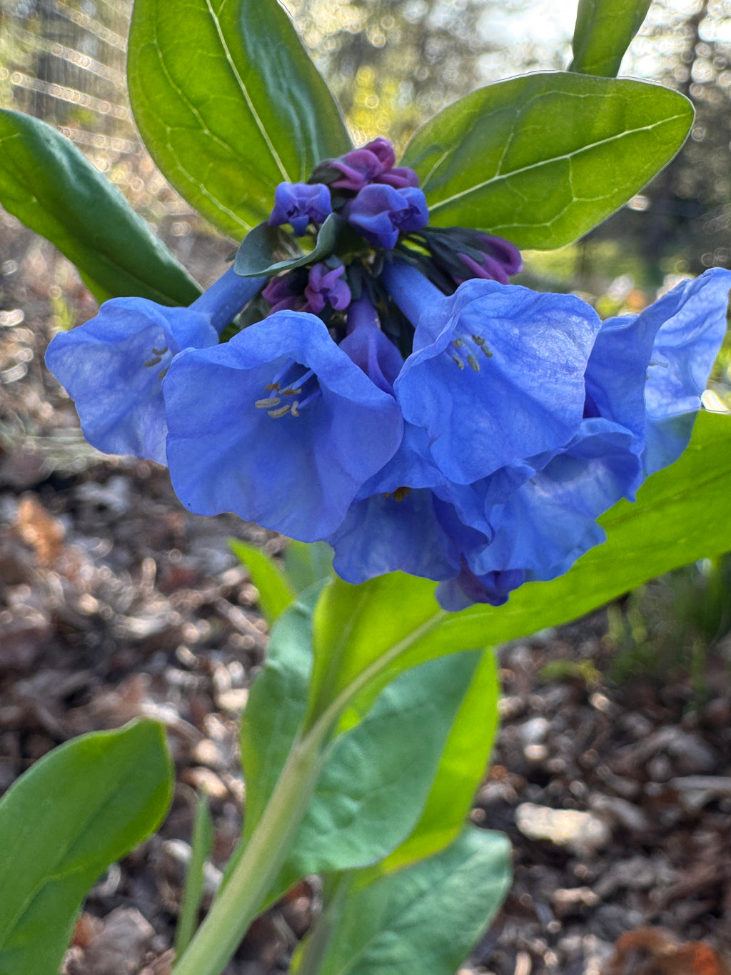 Virginia Bluebells (Mertensia Virginica)