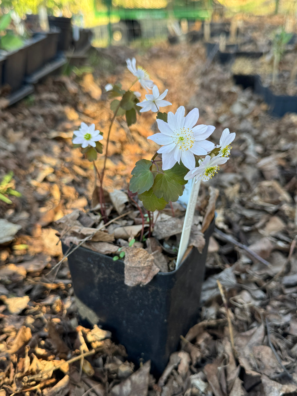Rue Anemone (Thalictrum Thalictroides)