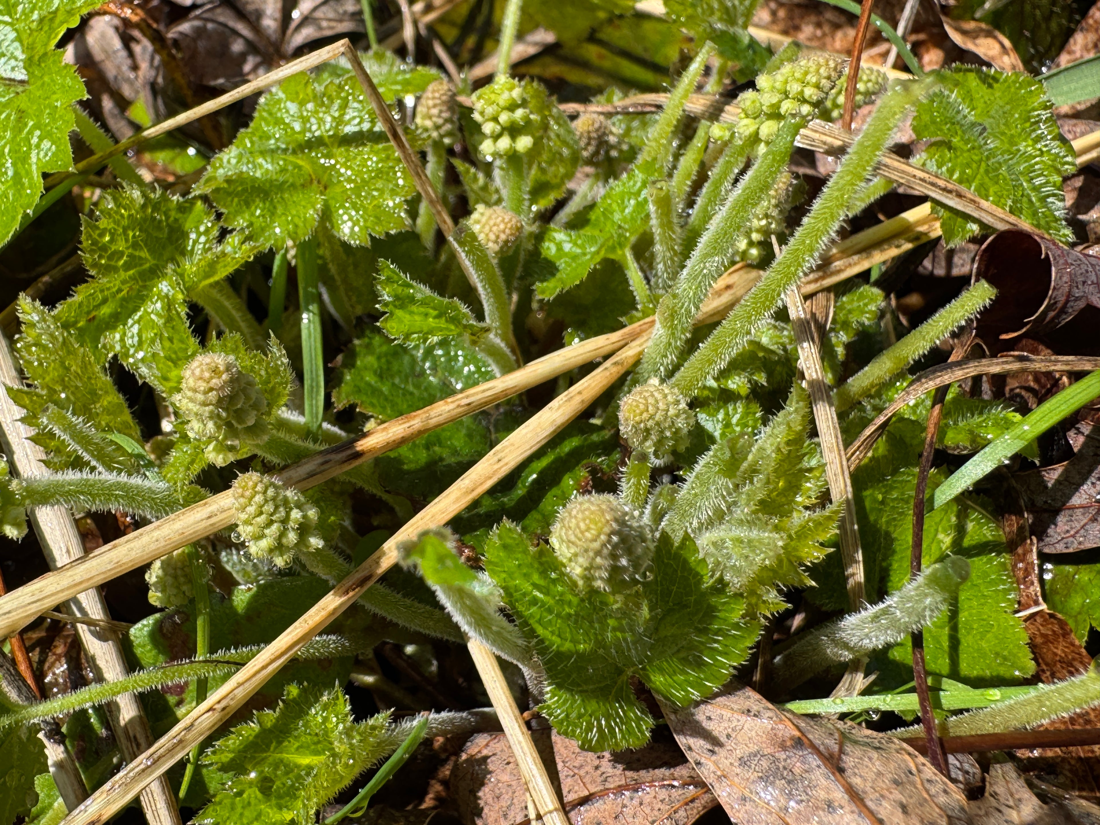 Foamflower (Tiarella cordifolia)
