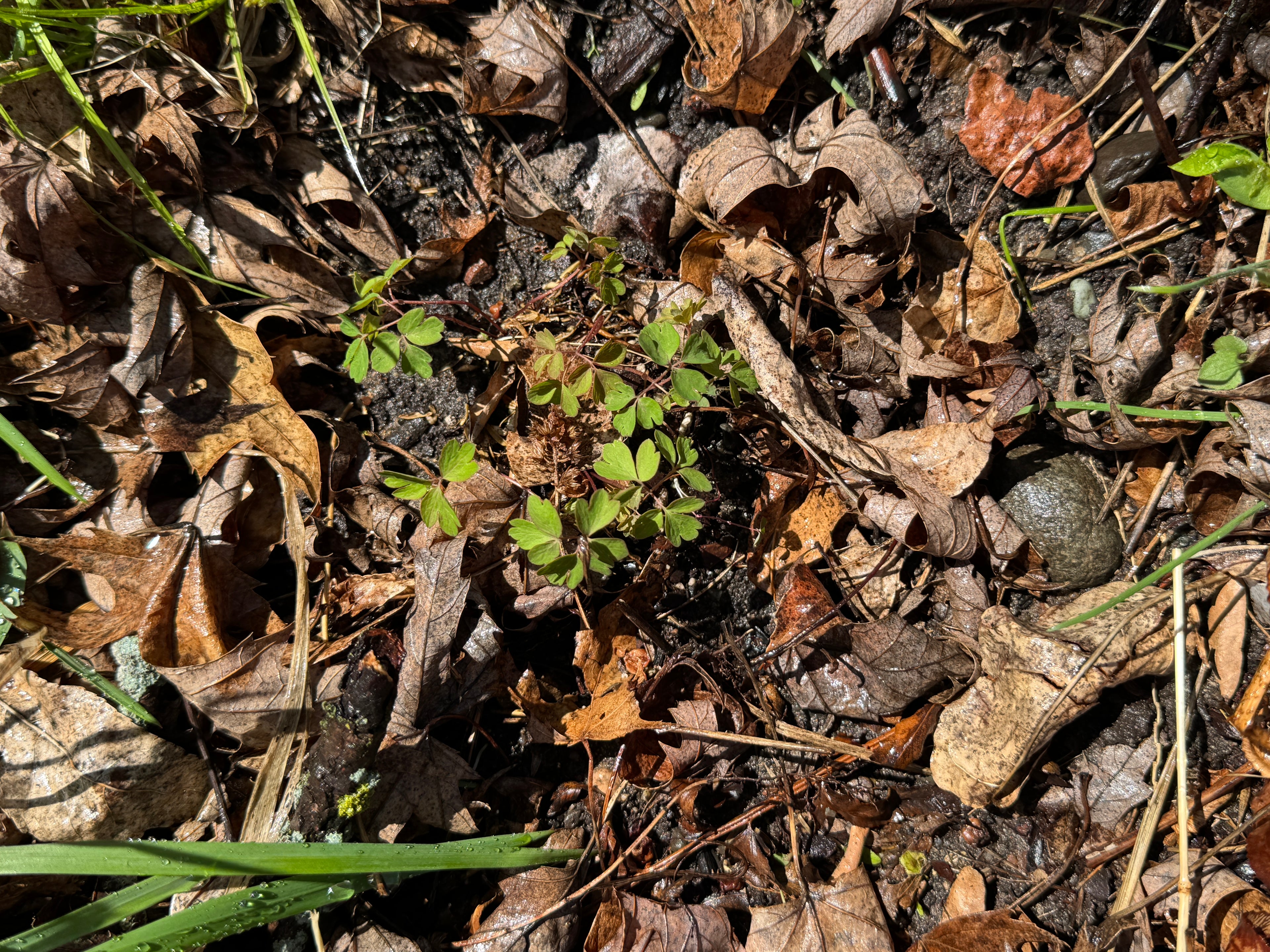 False Rue Anemone (Enemion Biternatum)