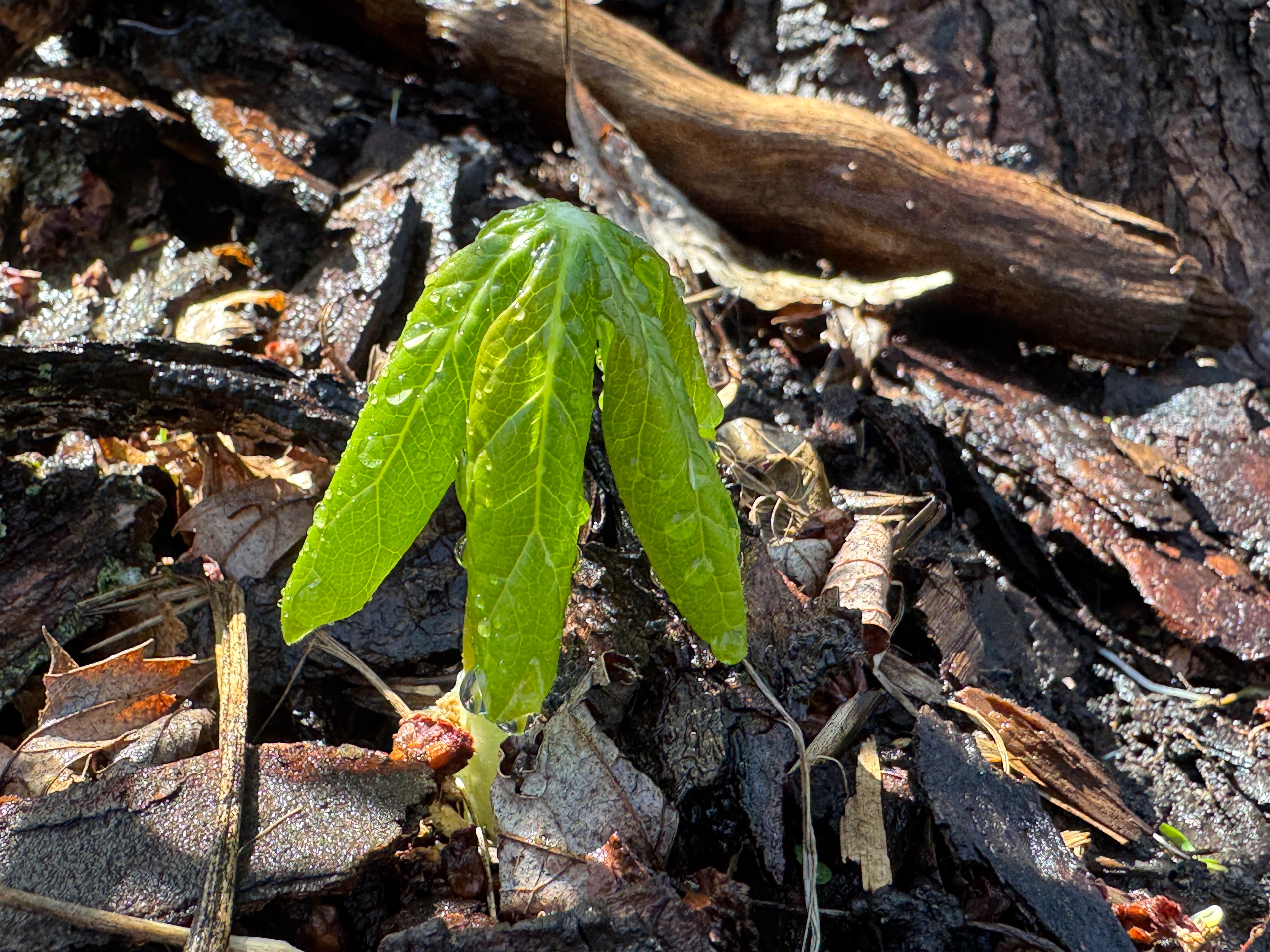 May Apple (Podophyllum peltatum)