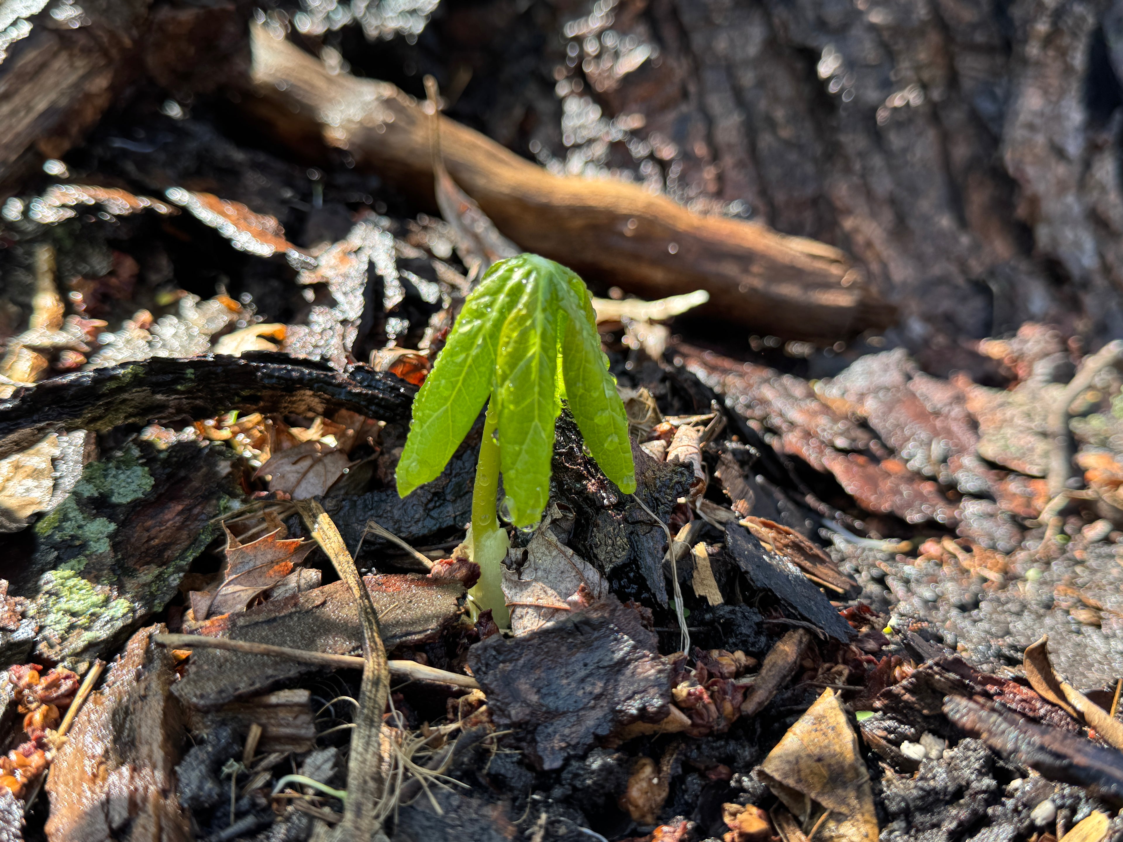 May Apple (Podophyllum peltatum)